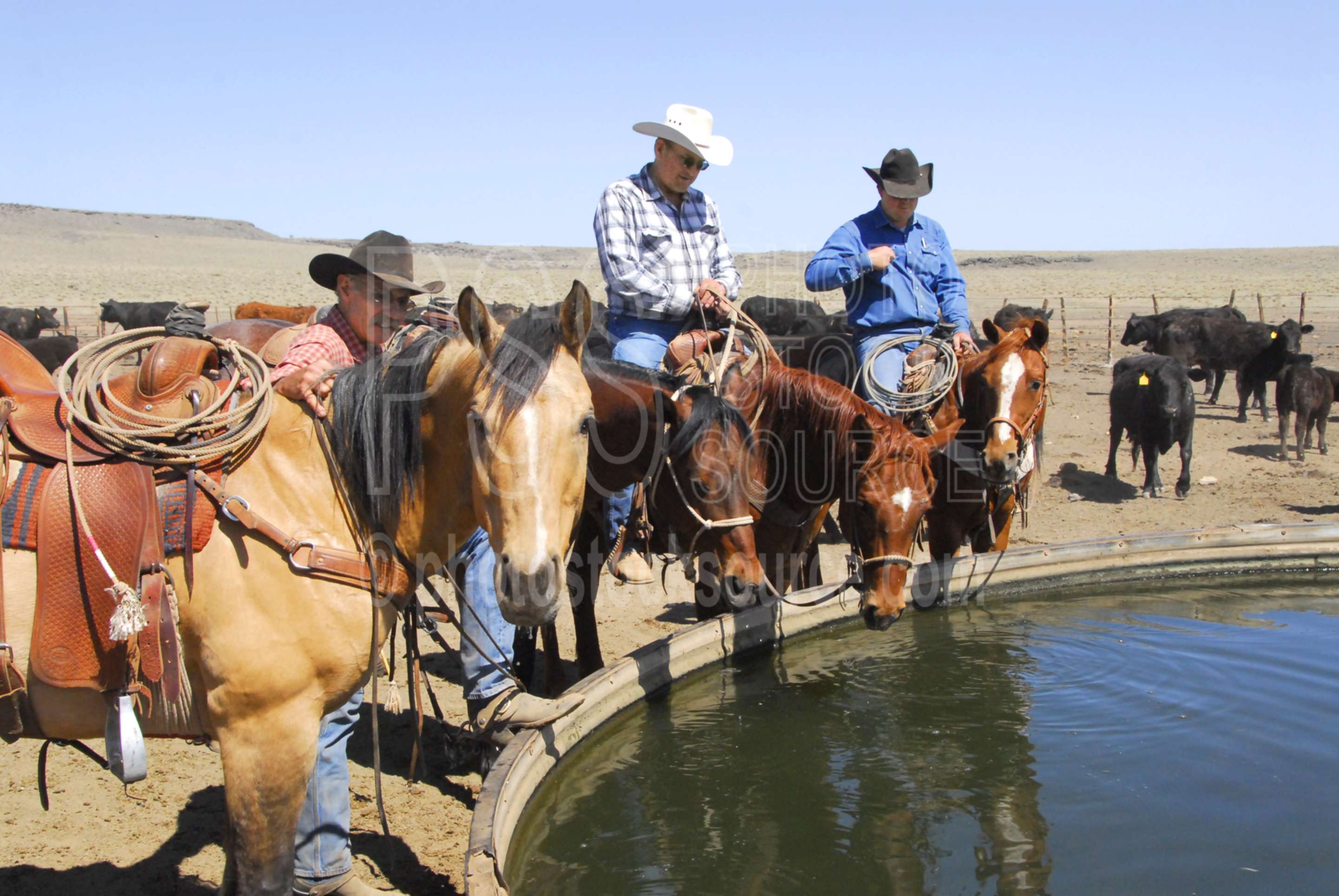 Photo of Cowboys Watering Horses by Photo Stock Source cowboys