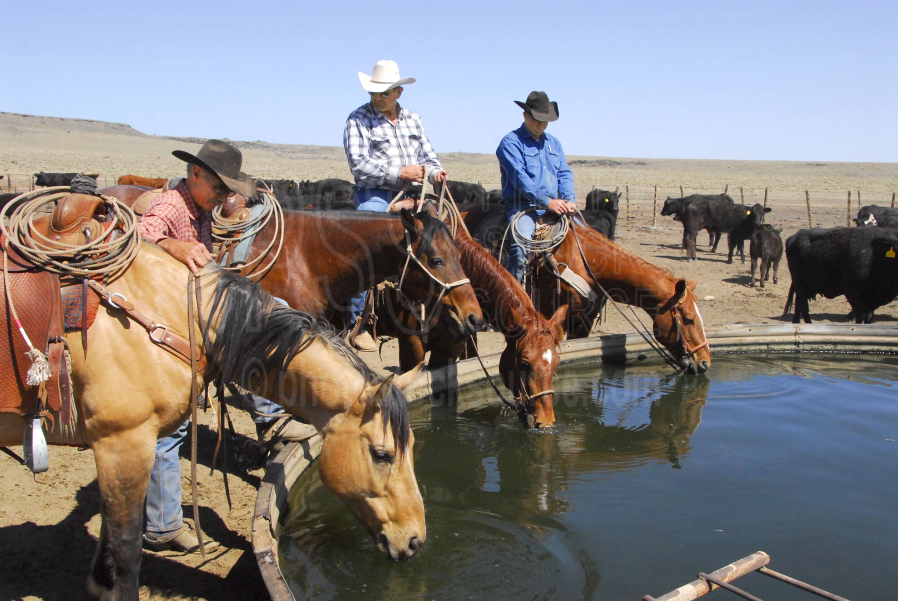Photo of Cowboys Watering Horses by Photo Stock Source cowboys, Flagstaff, Arizona, USA, cowboy