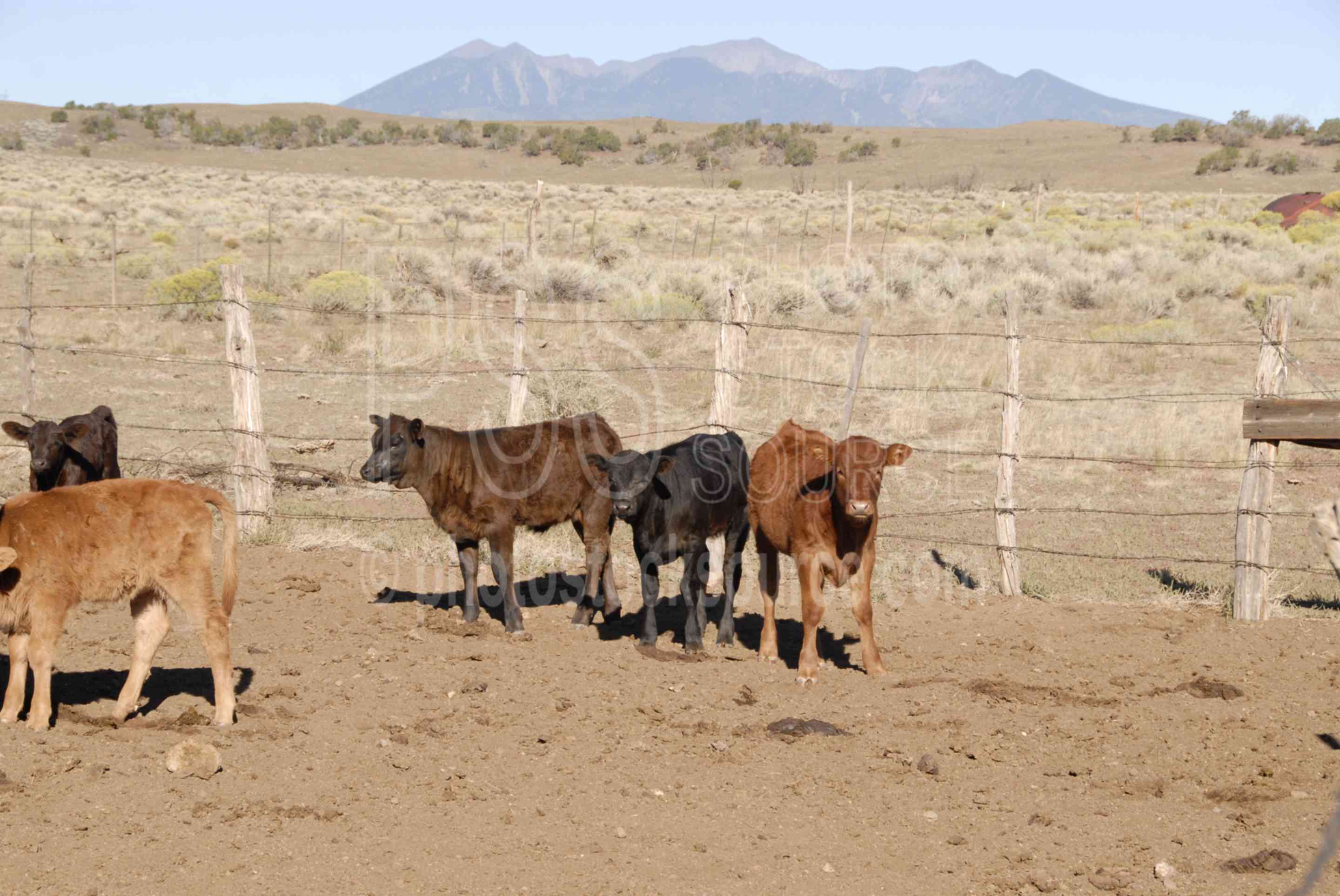 Photo of Calves by Photo Stock Source animal, Flagstaff, Arizona, USA