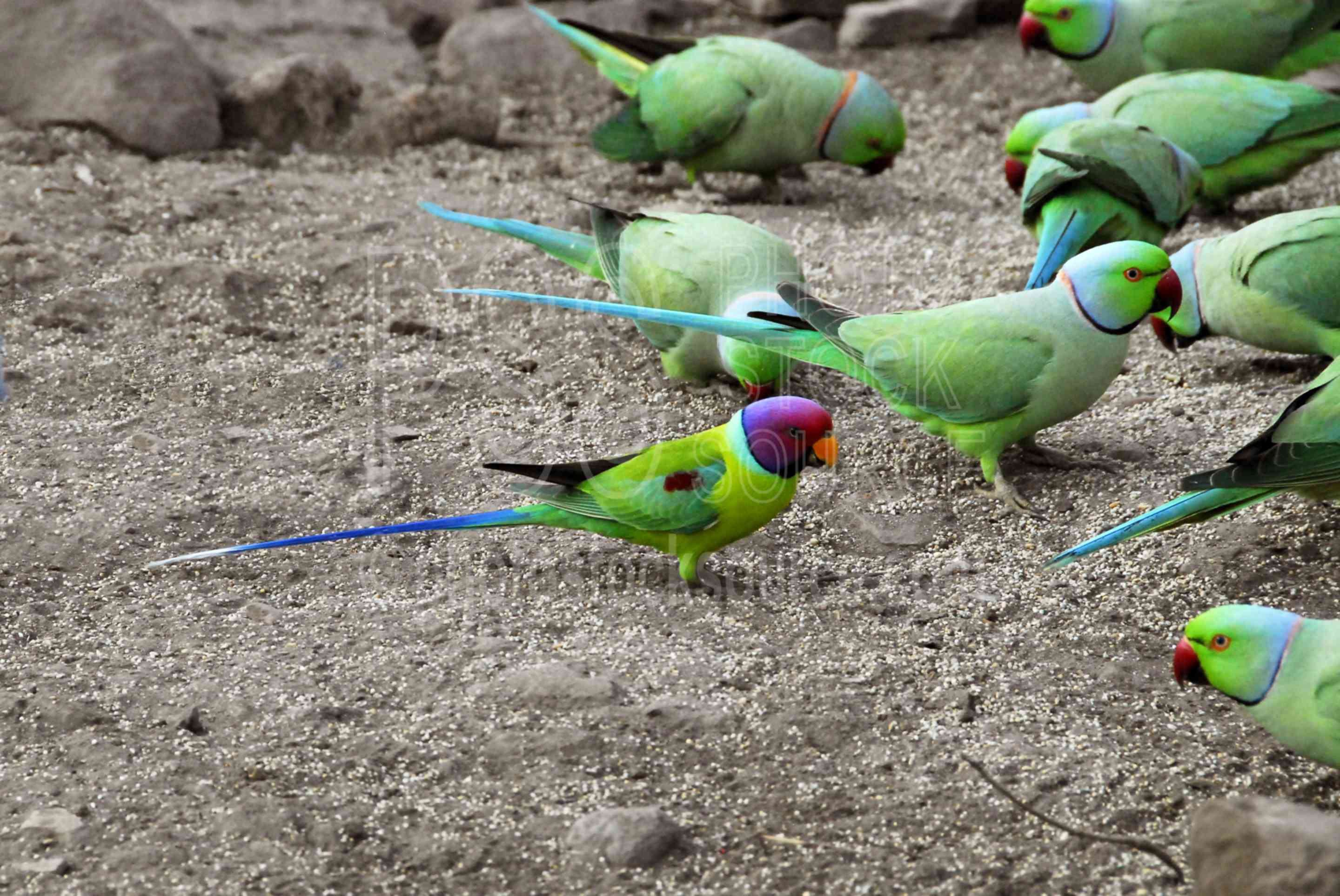 Photo of Plum-headed Parakeet by Photo Stock Source birds, Ranthambore