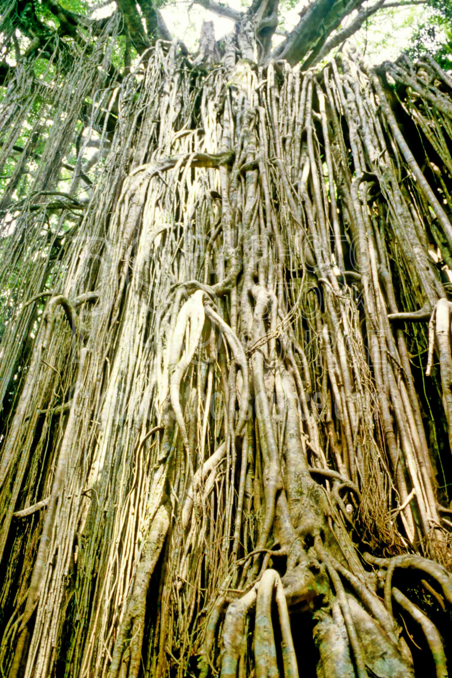 Photo of Strangler Fig Tree by Photo Stock Source tree, , Atherton