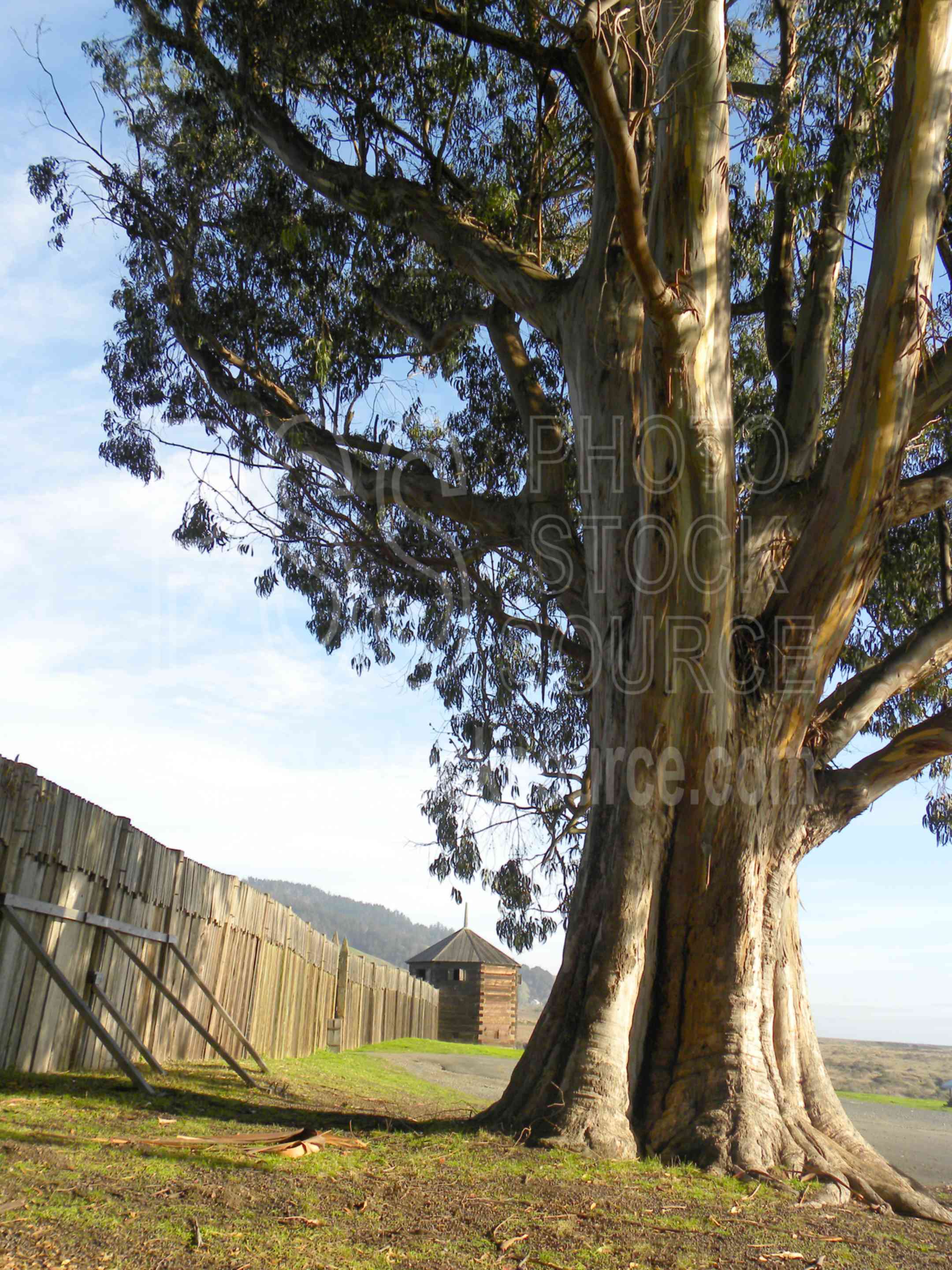 Photo of Largest Eucalyptus Tree by Photo Stock Source tree, Fort Ross