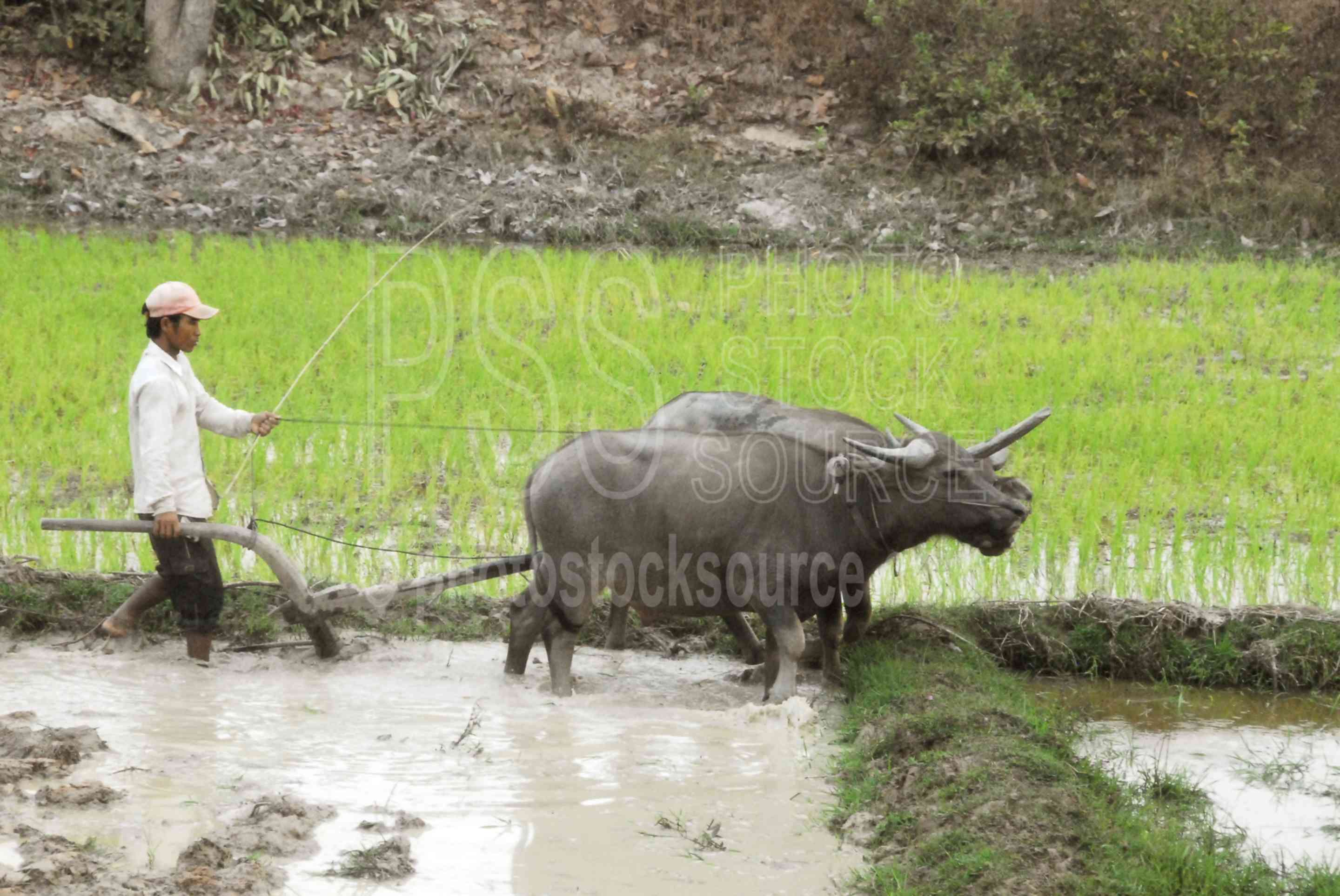 Photo of Water Buffalo Plowing Field by Photo Stock Source animals