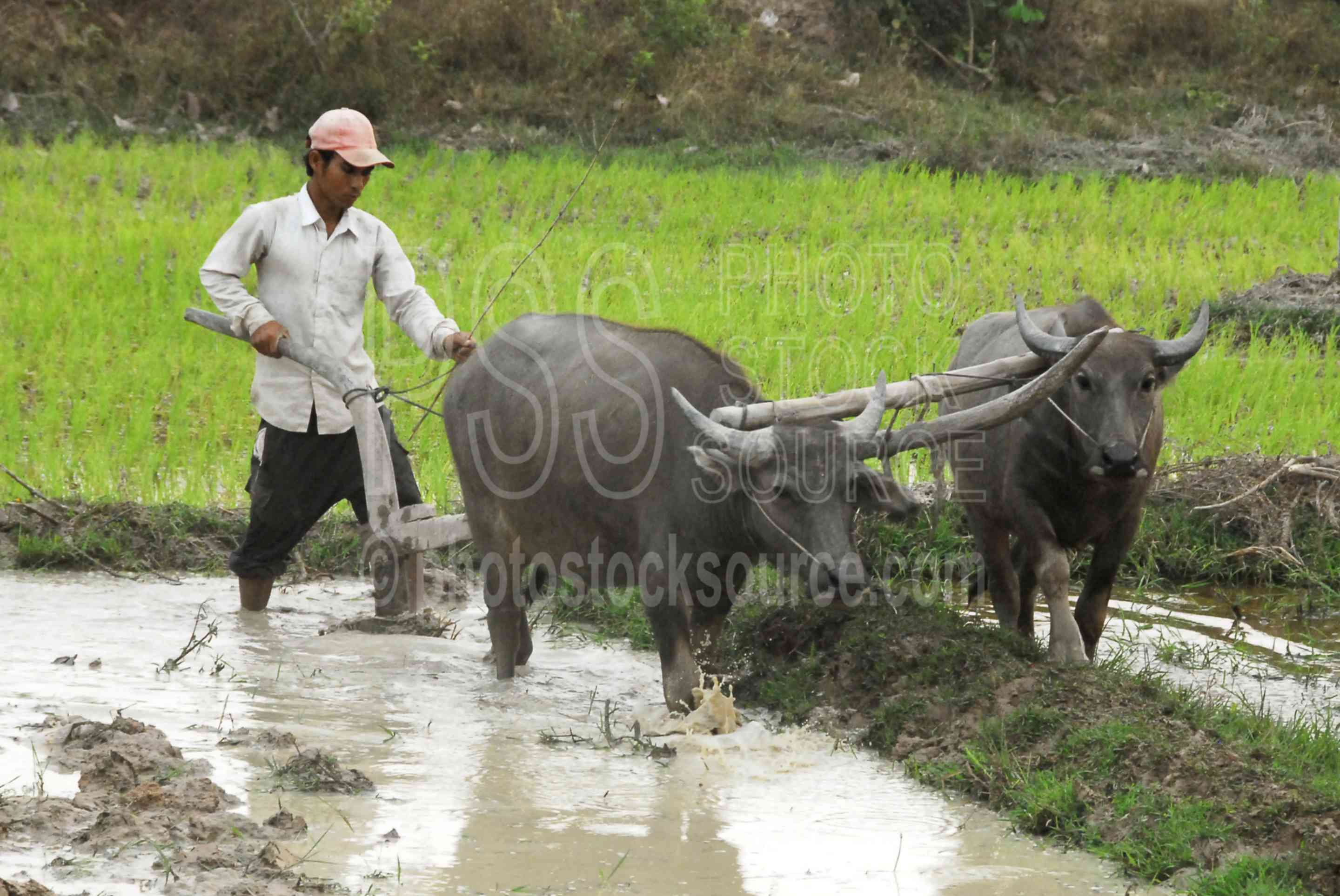 Photo of Water Buffalo Plowing Field by Photo Stock Source animals
