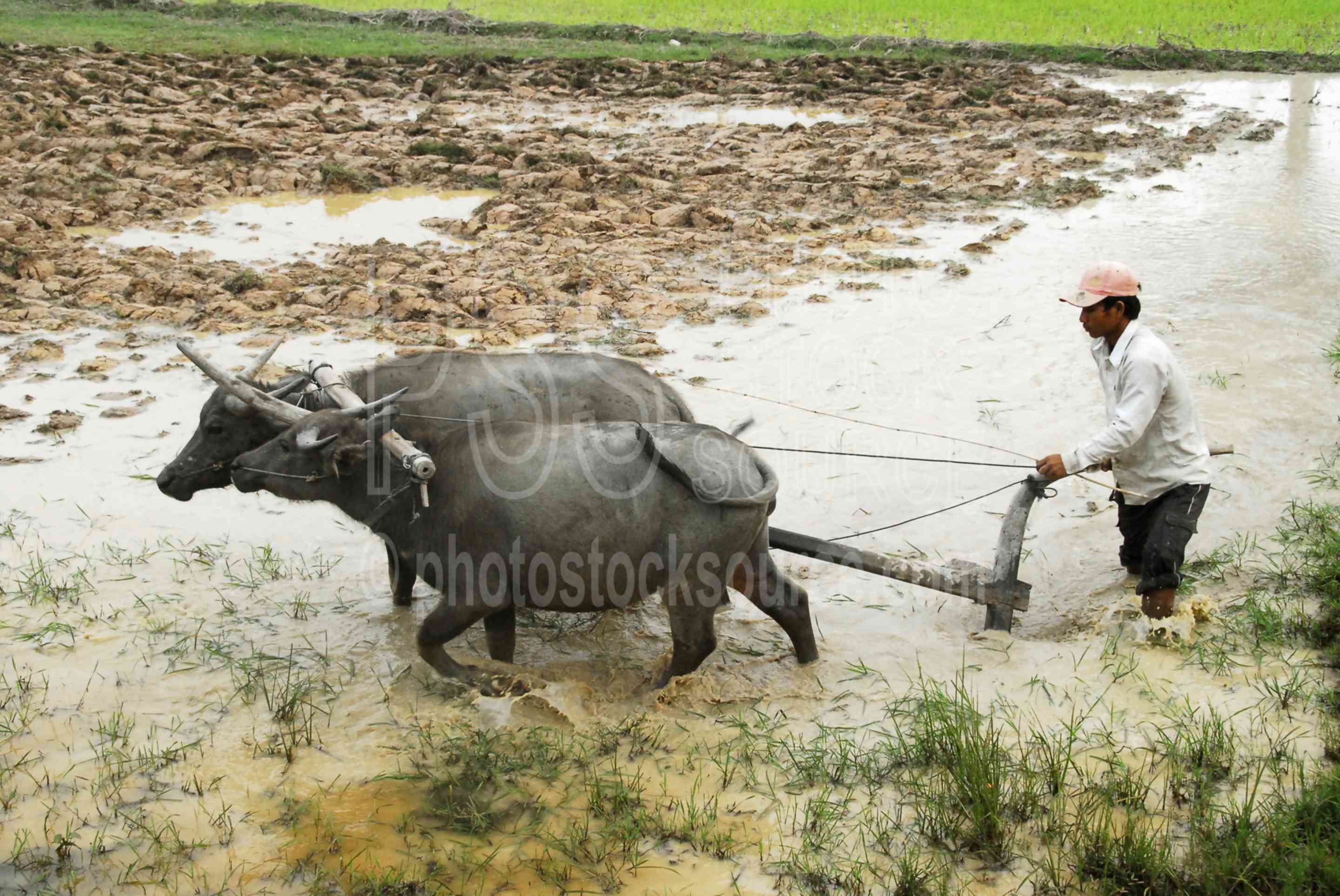 Photo of Water Buffalo Plowing Field by Photo Stock Source animals