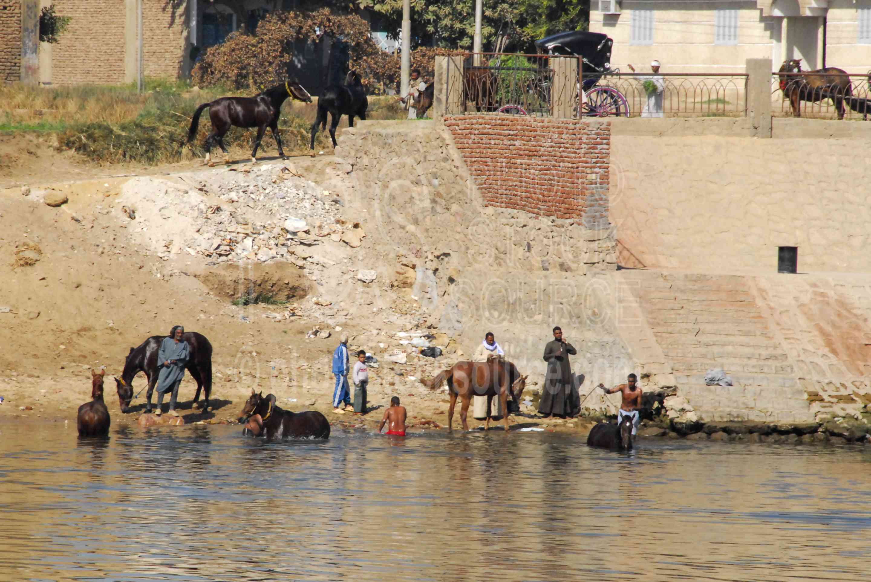 Photo of Bathing Horses by Photo Stock Source animals, Edfu, Nile River