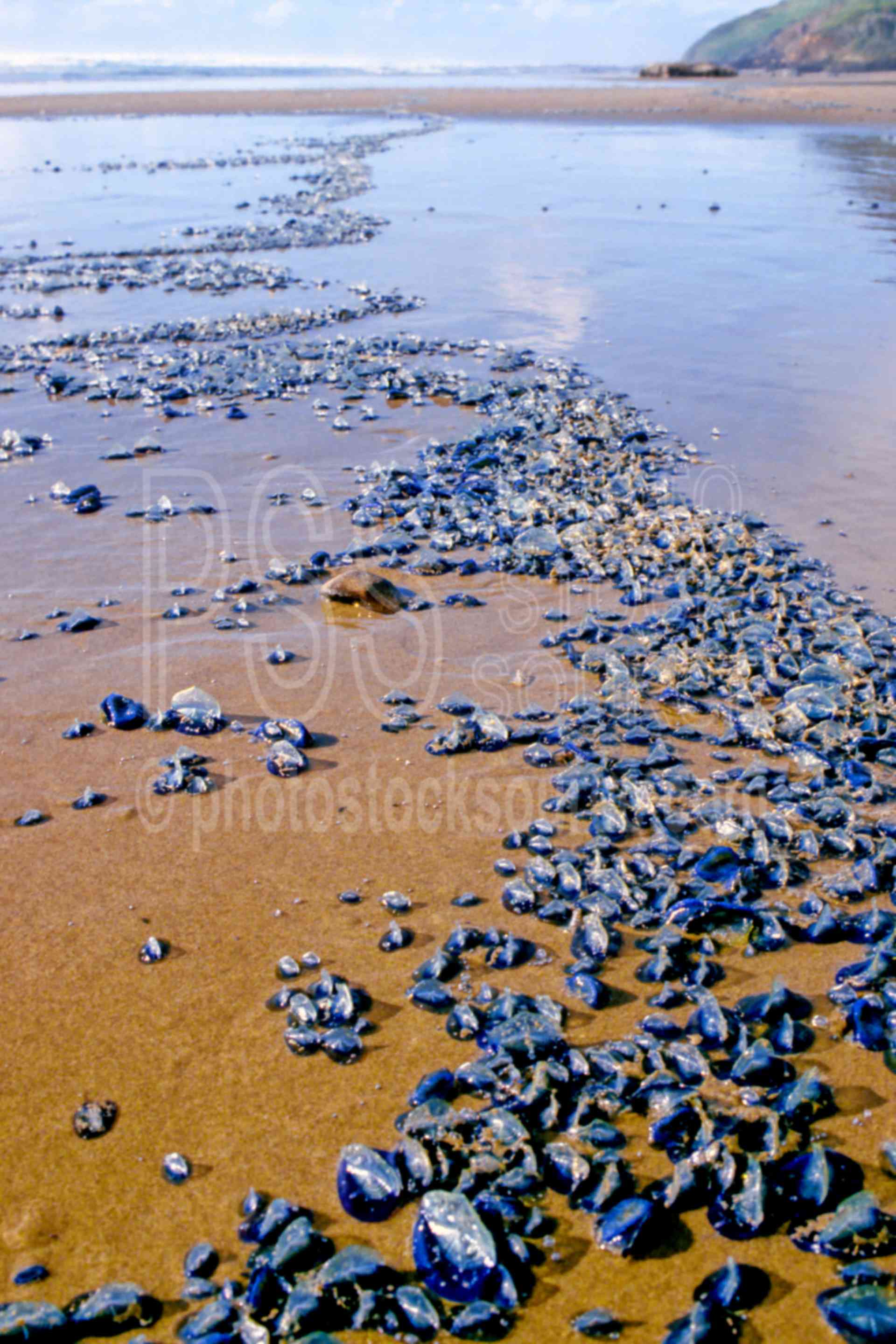 Photo of Purple Sailors Jellyfish by Photo Stock Source animal