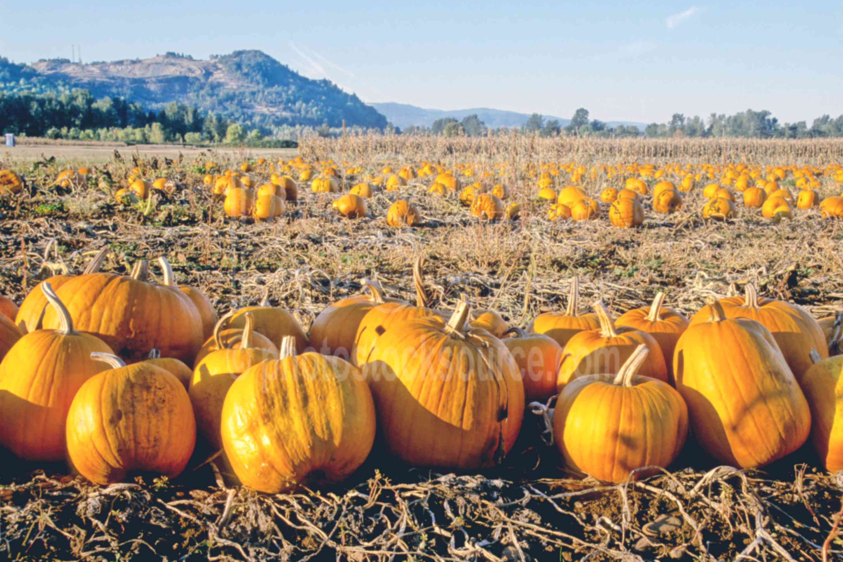 Photo of Pumpkin Field by Photo Stock Source agriculture, Eugene