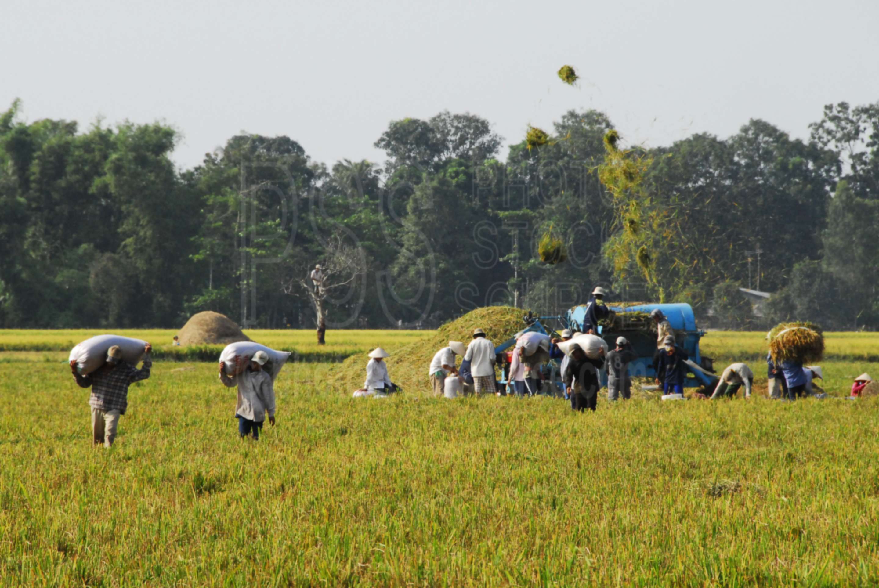 Photo of People Working in Rice Field by Photo Stock Source