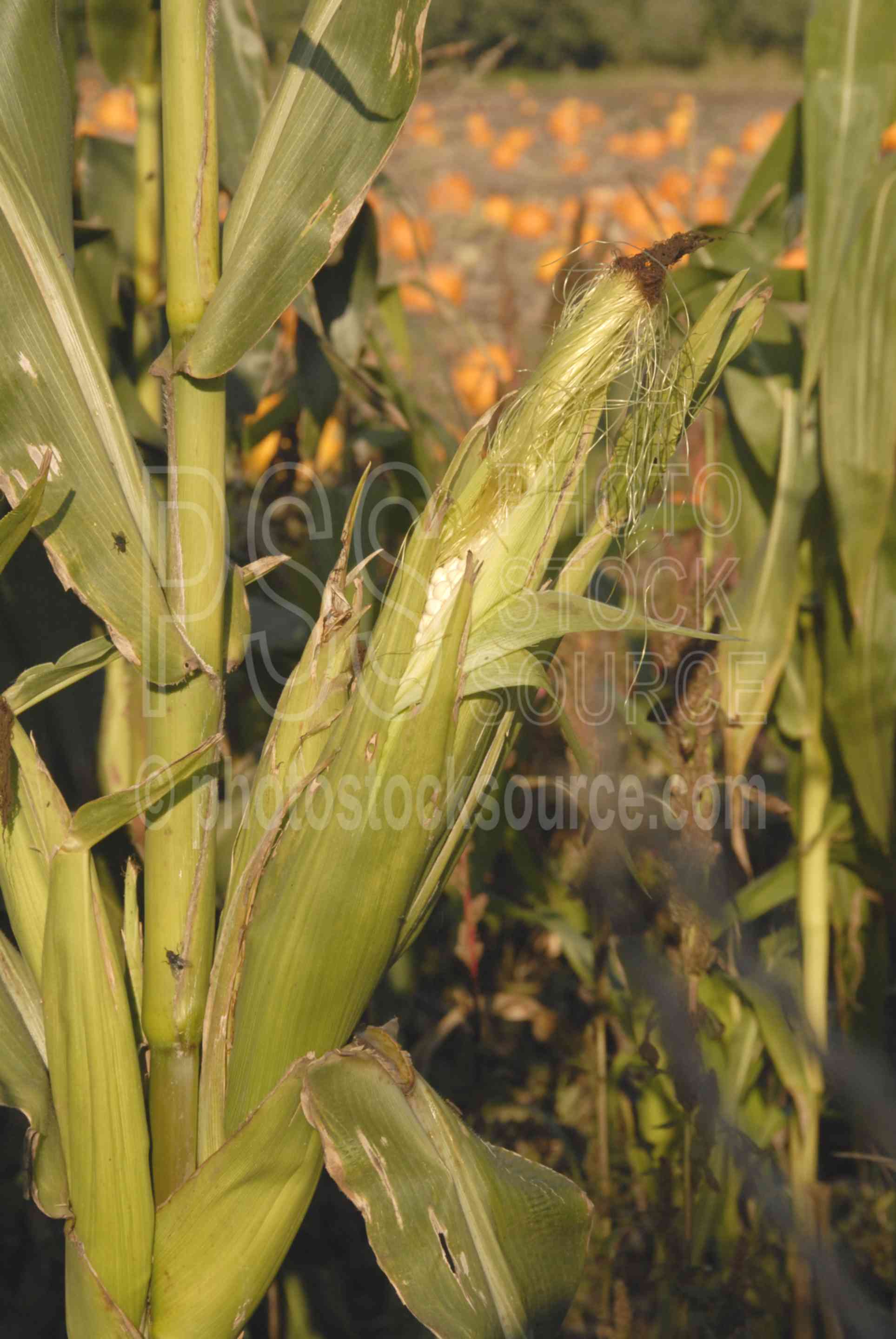 Corn Cob,crop,harvest,corn,stalks,cob,corn cob,vegetable