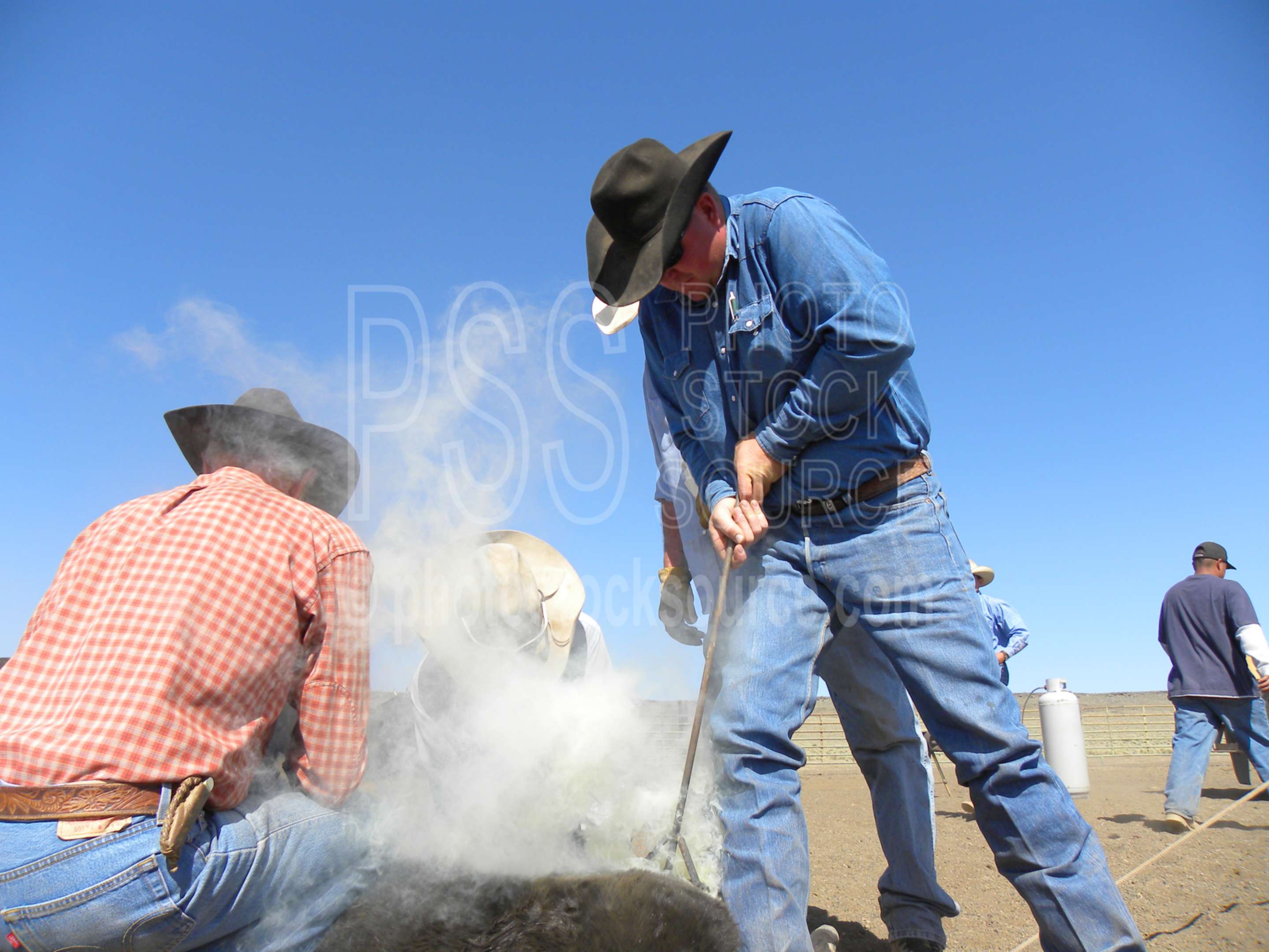 Cowboys Branding Cattle,horses,fence,corral,cattle,calf,branding,barry