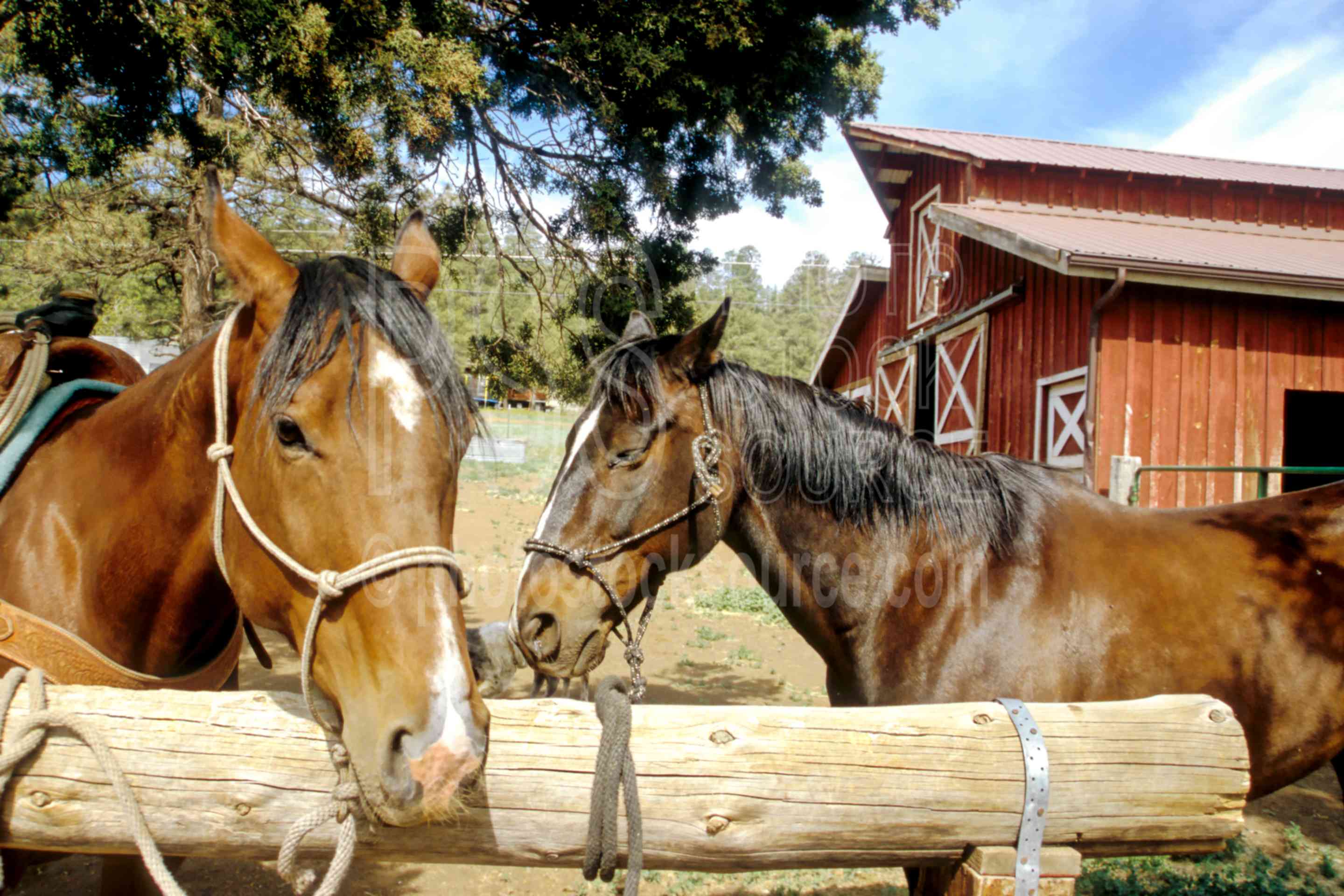 Horses and Hitching Post,horse,barn,hitch,hitching post,riding,horse riding,animal,farm,ranch,barns,cowboys