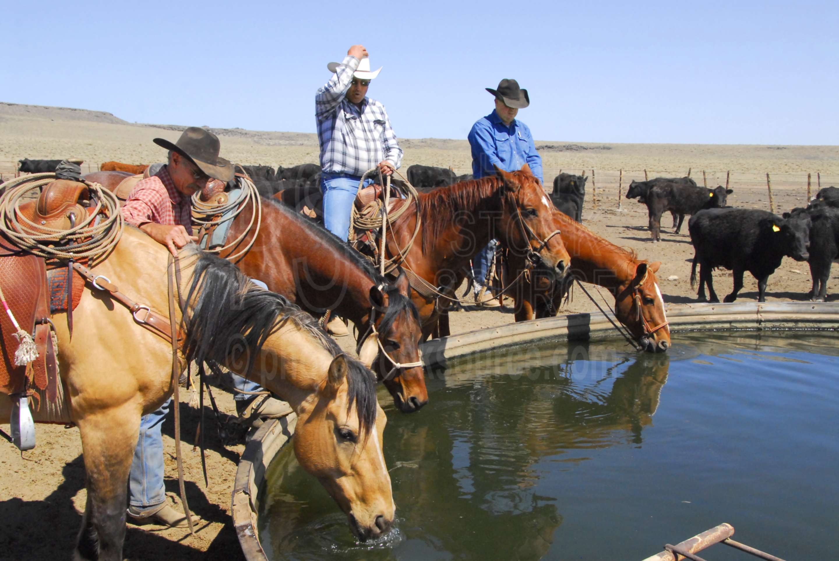Cowboys Watering Horses,cowboy,walking cane ranch,cattle,watering,water tank,thirsty,barry