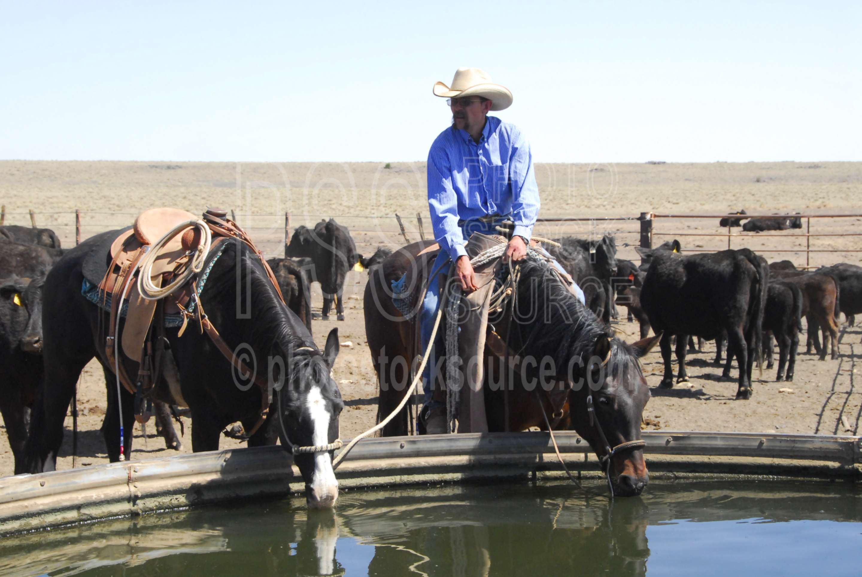 Cowboy Watering Horses,cowboy,walking cane ranch,cattle,watering,water tank,thirsty,barry