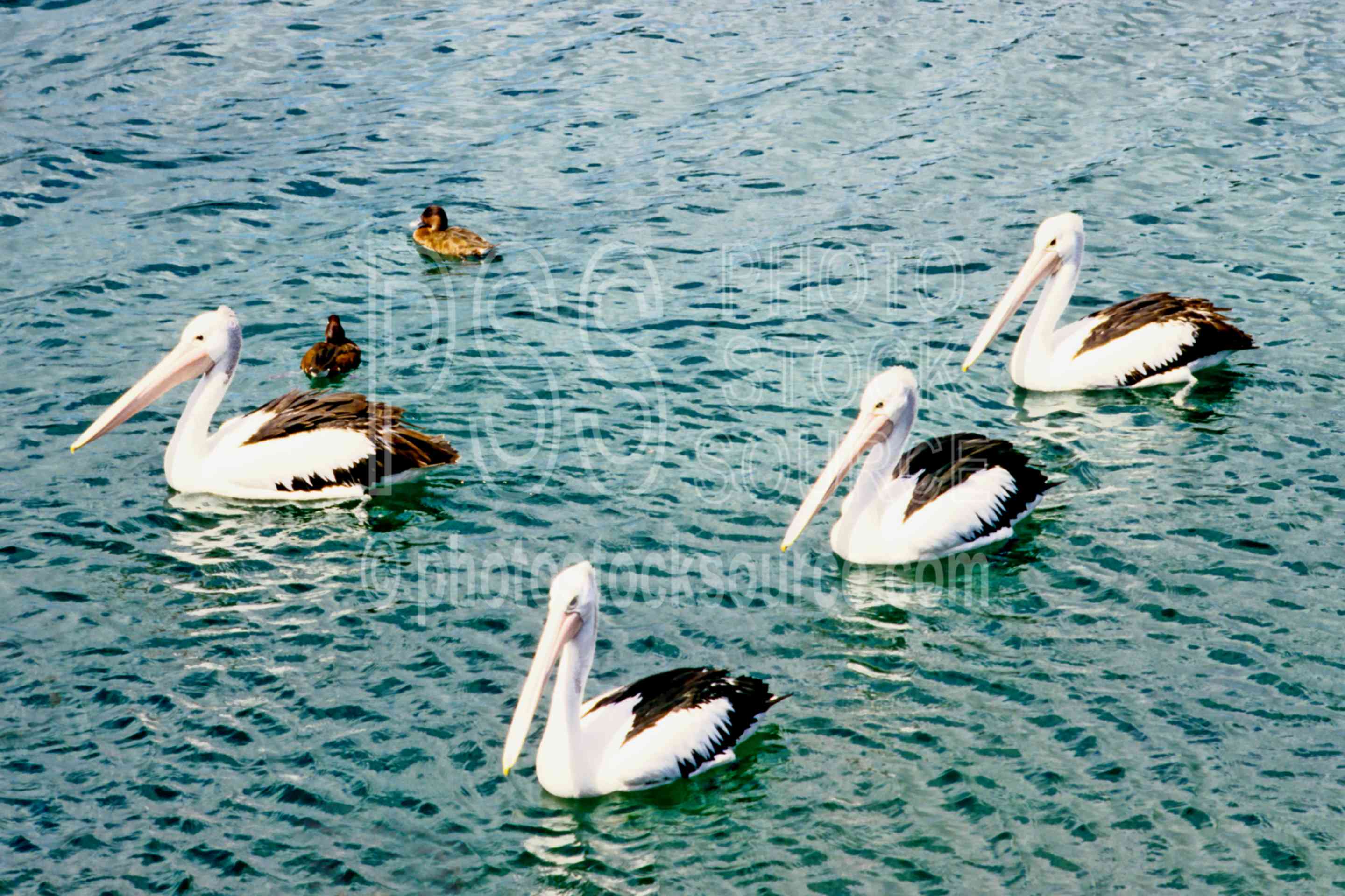 Lake Barrine Pelicans,birds,lake,pelicans,water,lakes rivers,animals