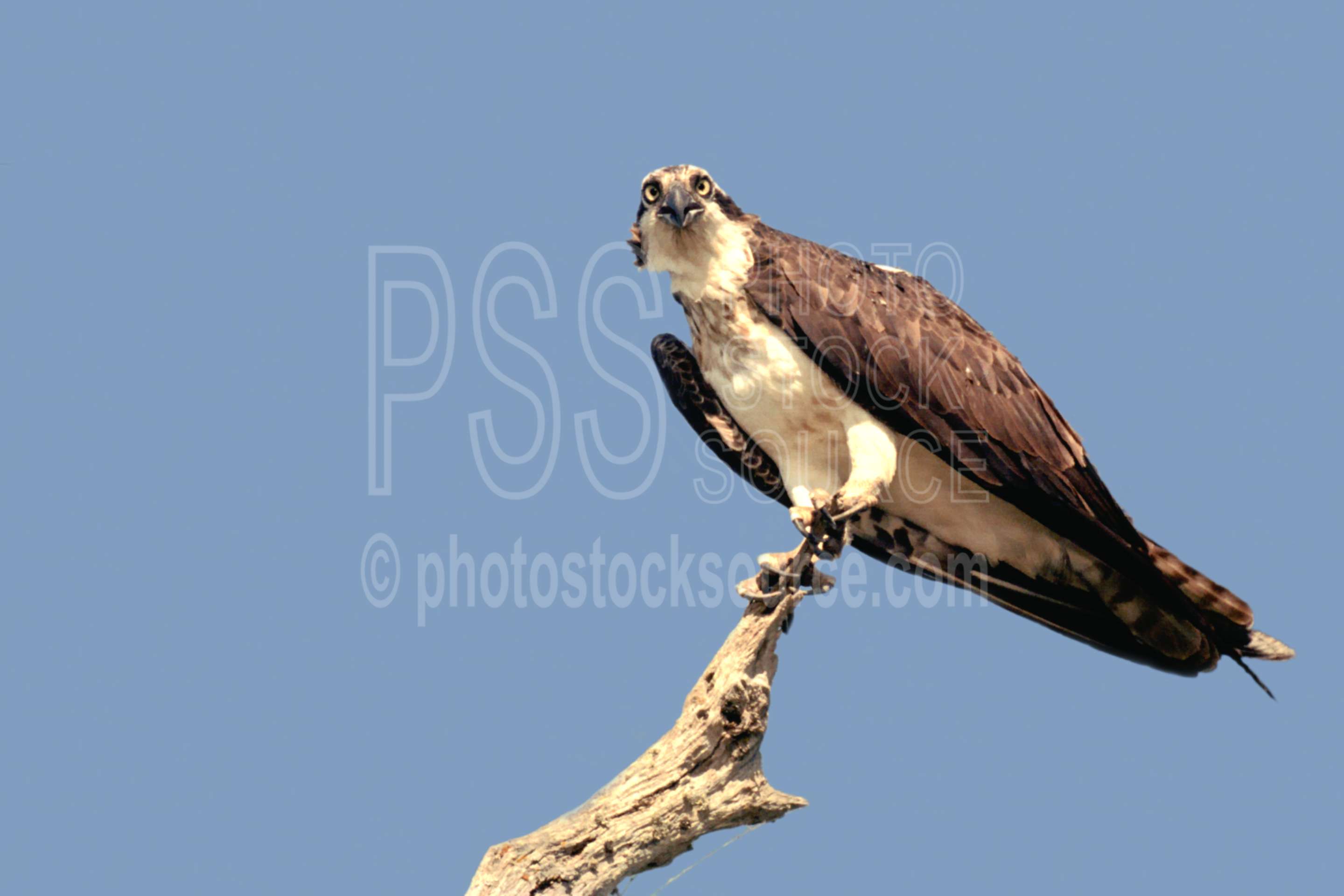 Osprey on Snag,lake,osprey,usas,lakes rivers,animals