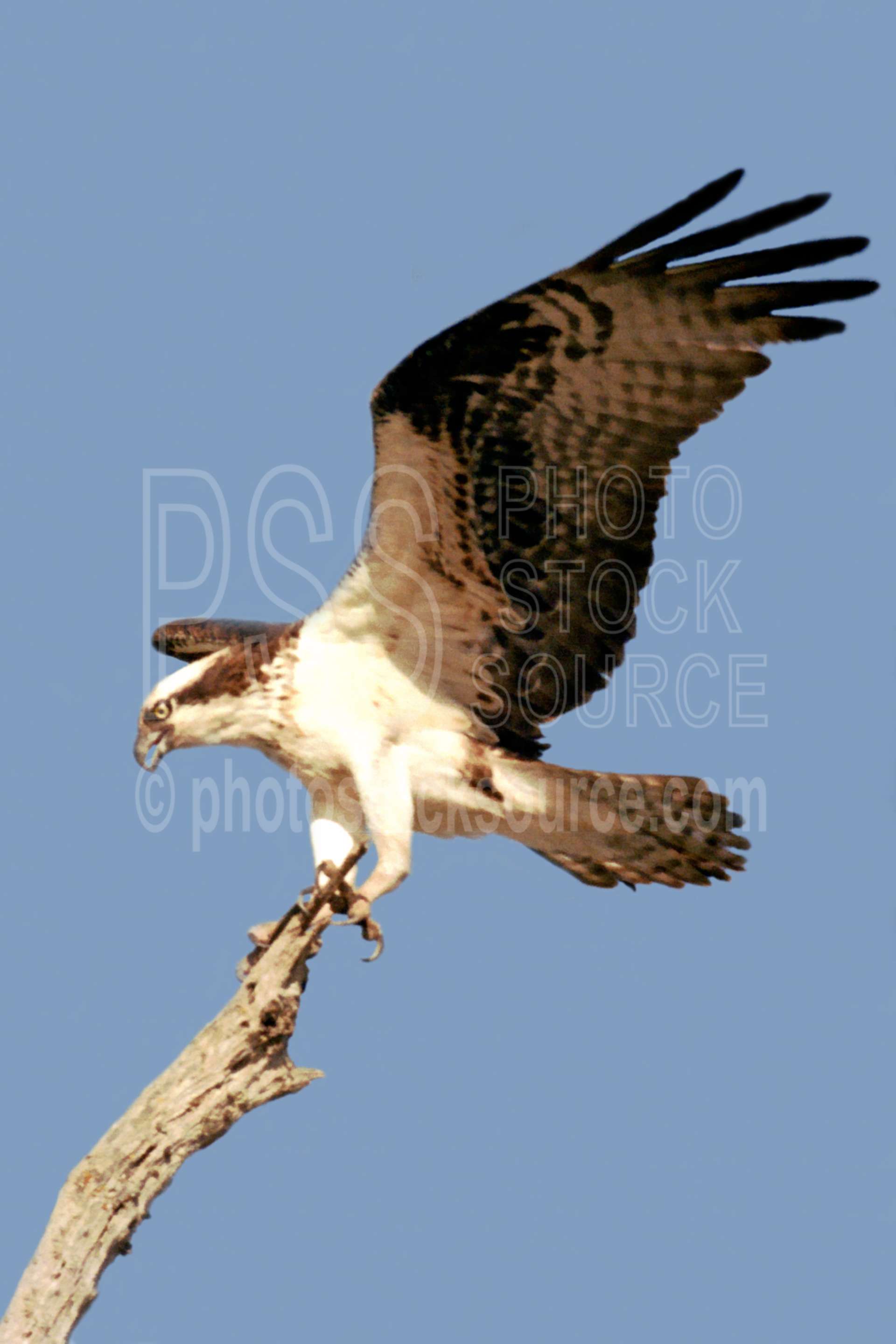 Photo of Osprey Landing by Photo Stock Source bird, Fern Ridge Lake