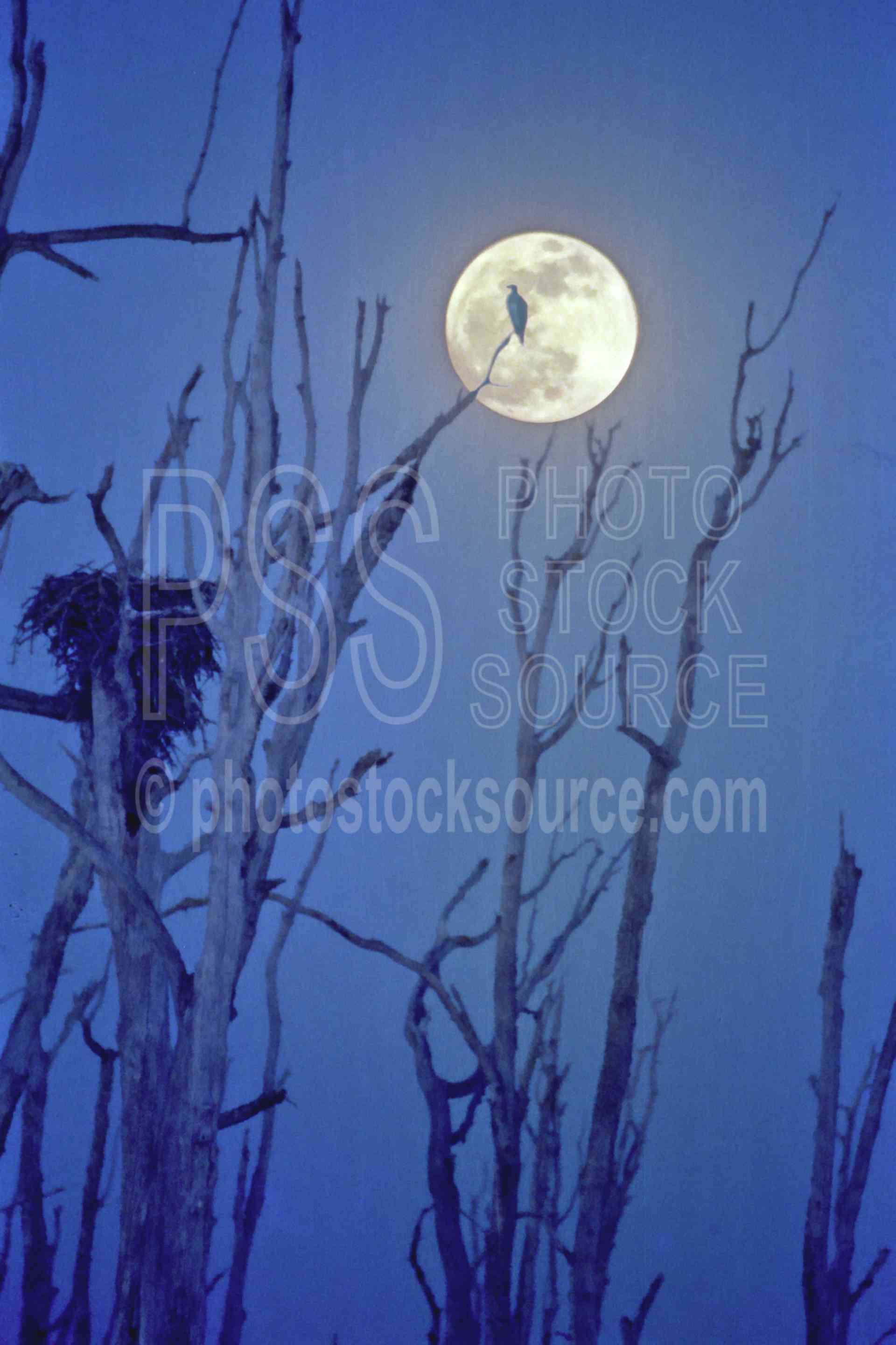 Osprey in Moon,bird,moon,nest,night,osprey,sun moon sky,animals