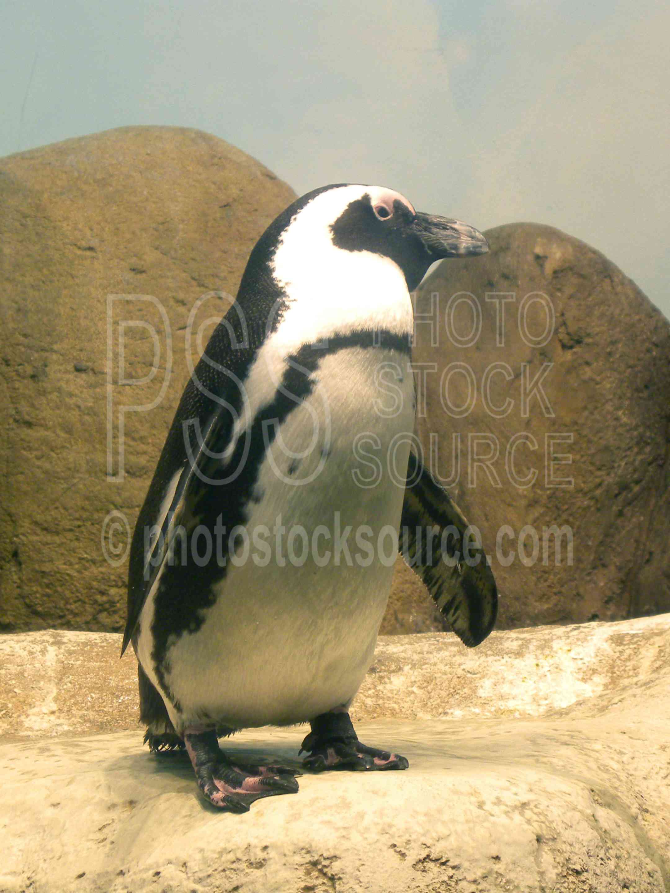 African Penguins,antarctic,bird,swim,swimming,animals