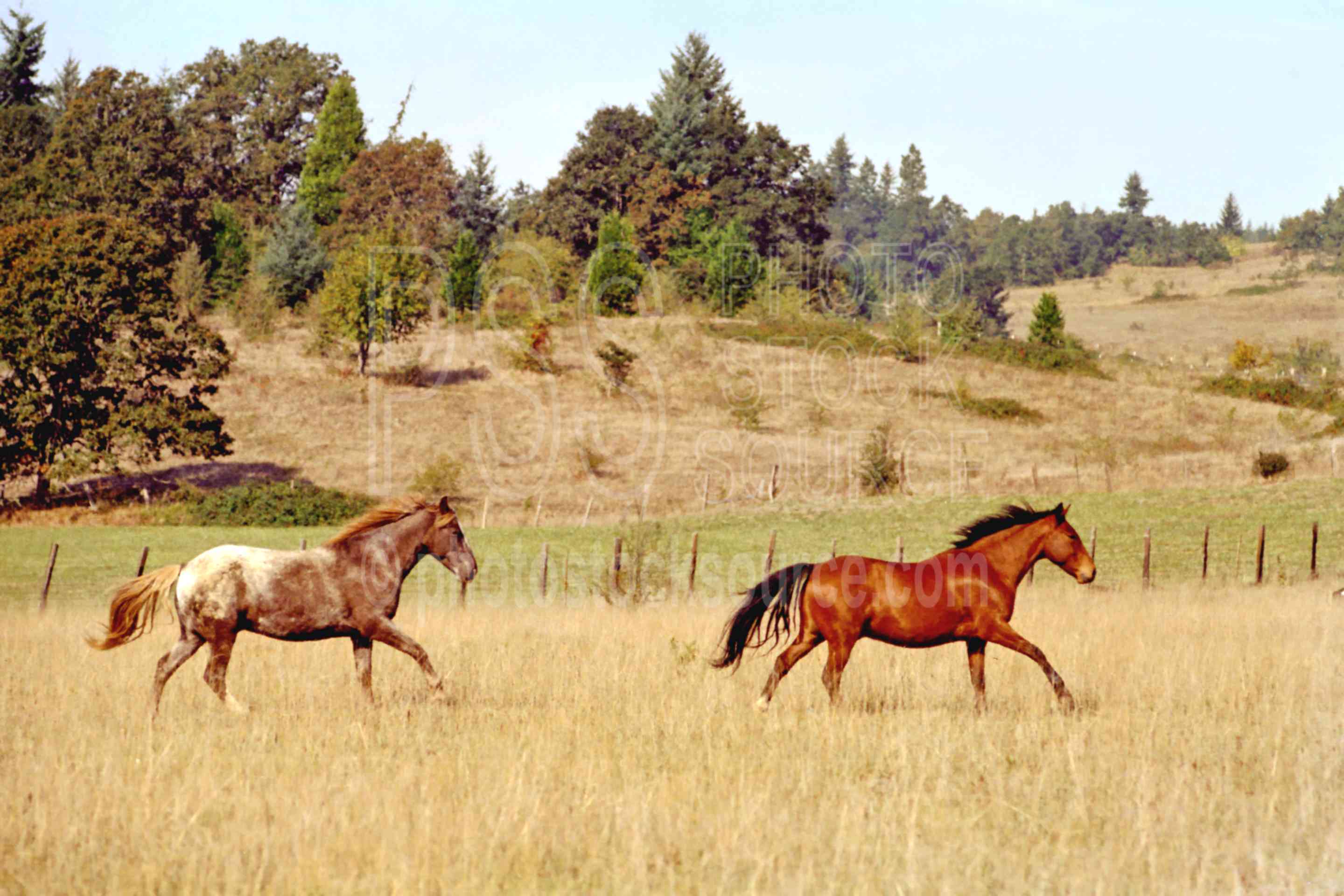 Photo of Two Horses Running by Photo Stock Source farm, Fall Creek