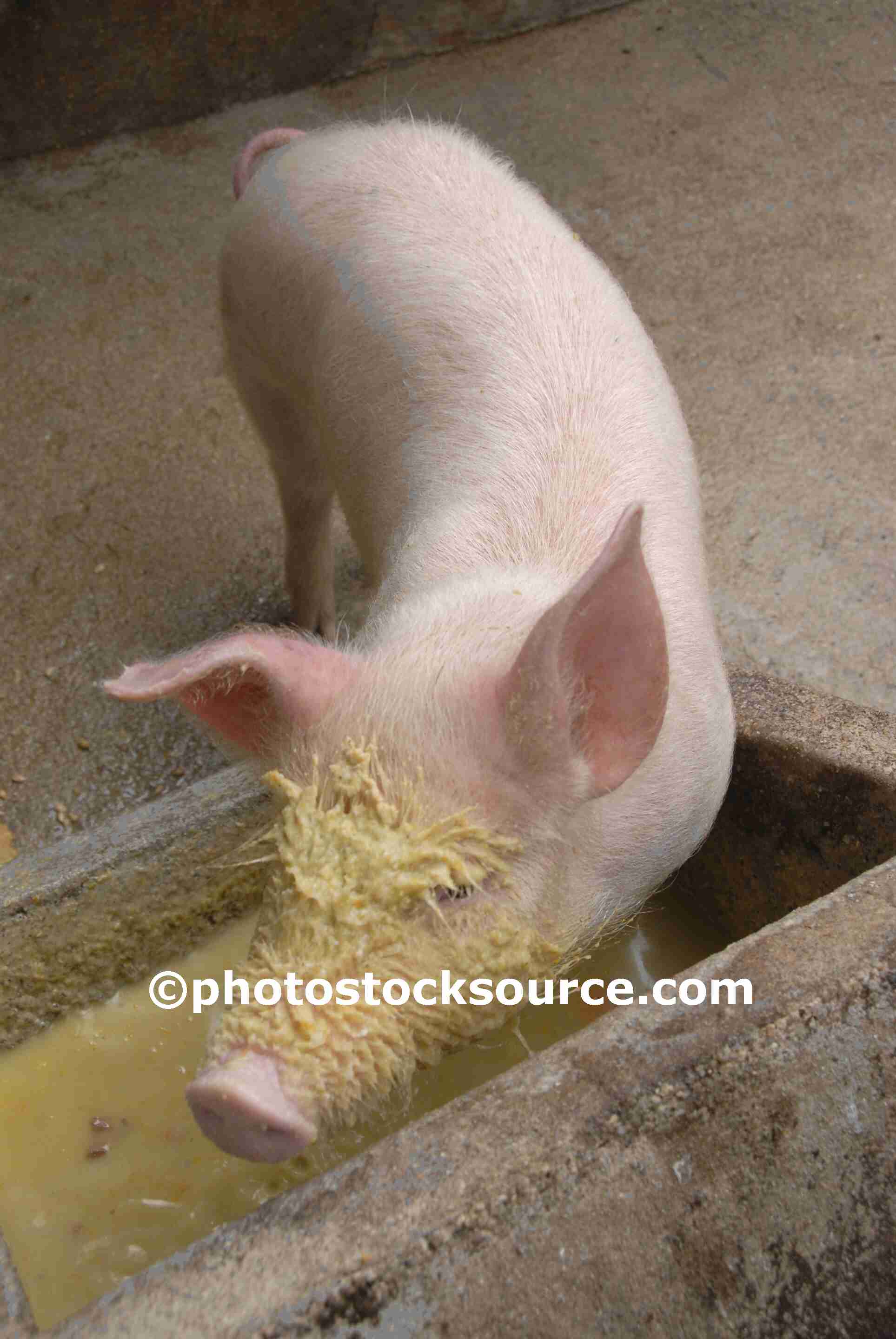 Farm Animals Gallery