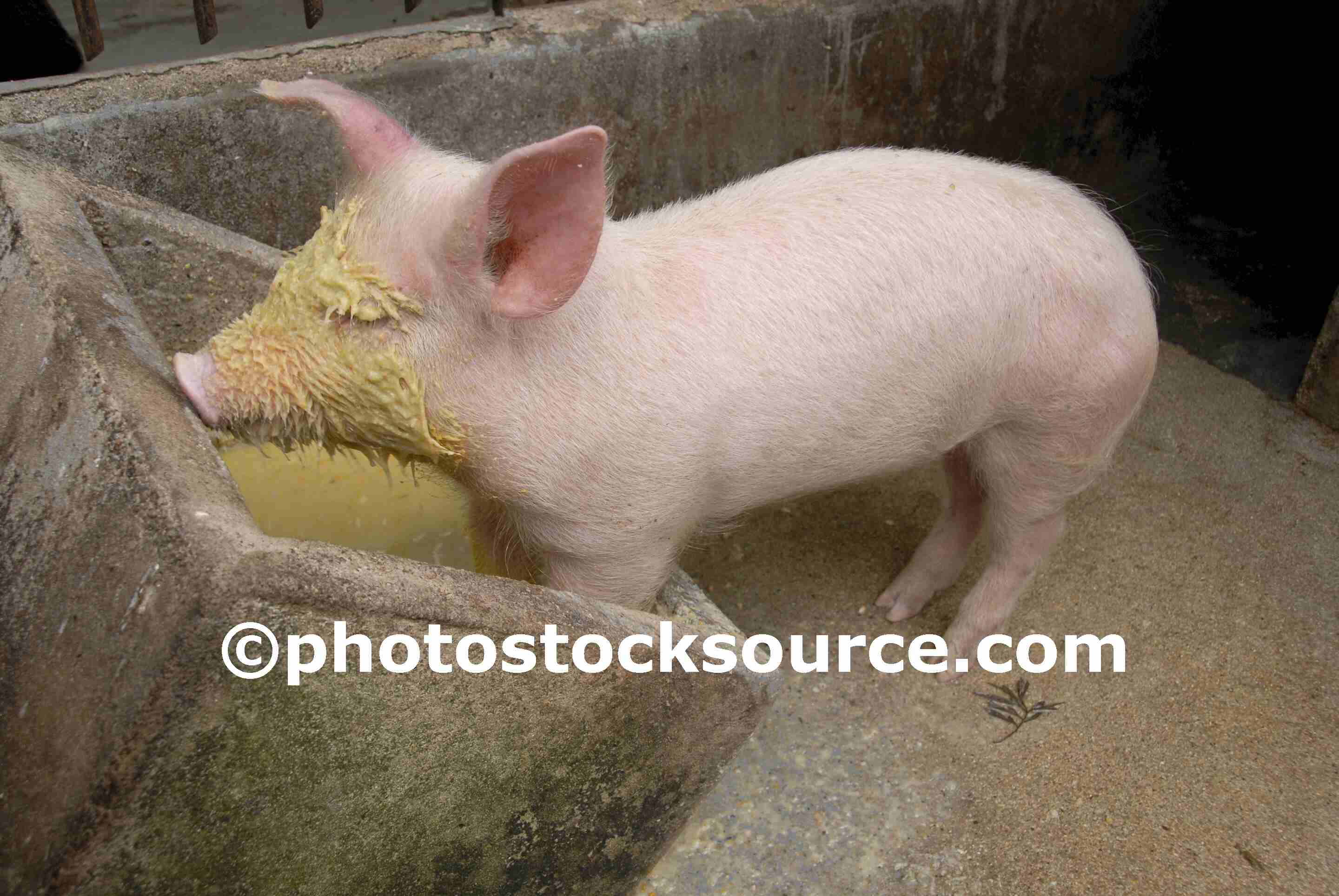 Farm Animals Gallery