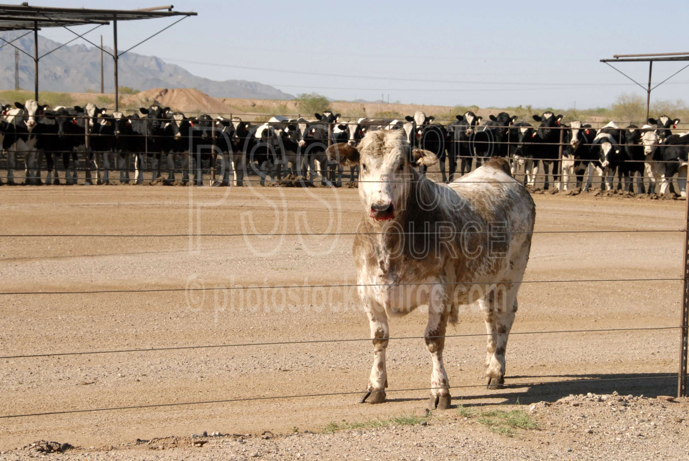 Bull and Cattle,bull,cow,farm,cattle,animals,farms