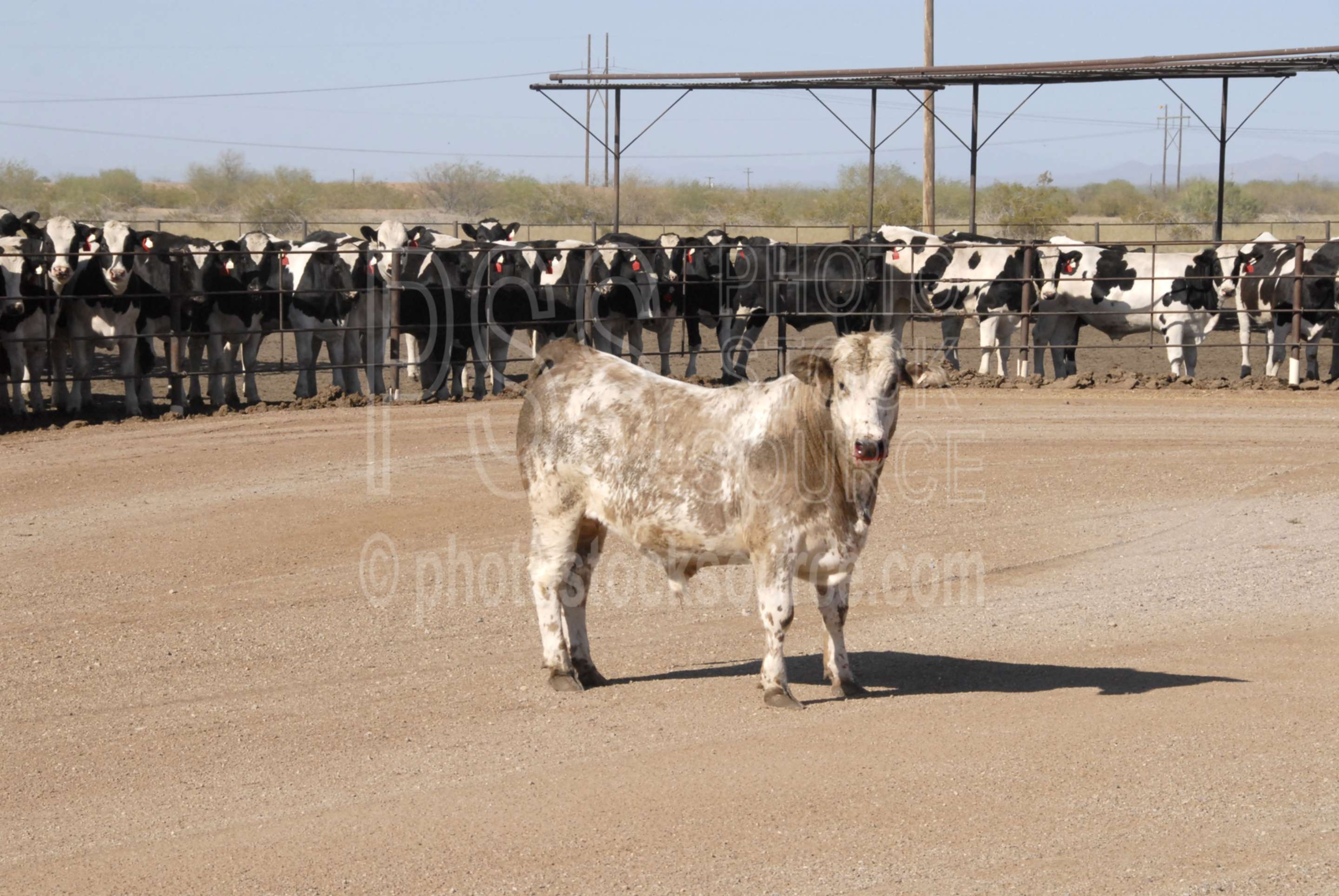 Stockyard Bull,stockyard,cow,steer,cattle,bull,animals,farms