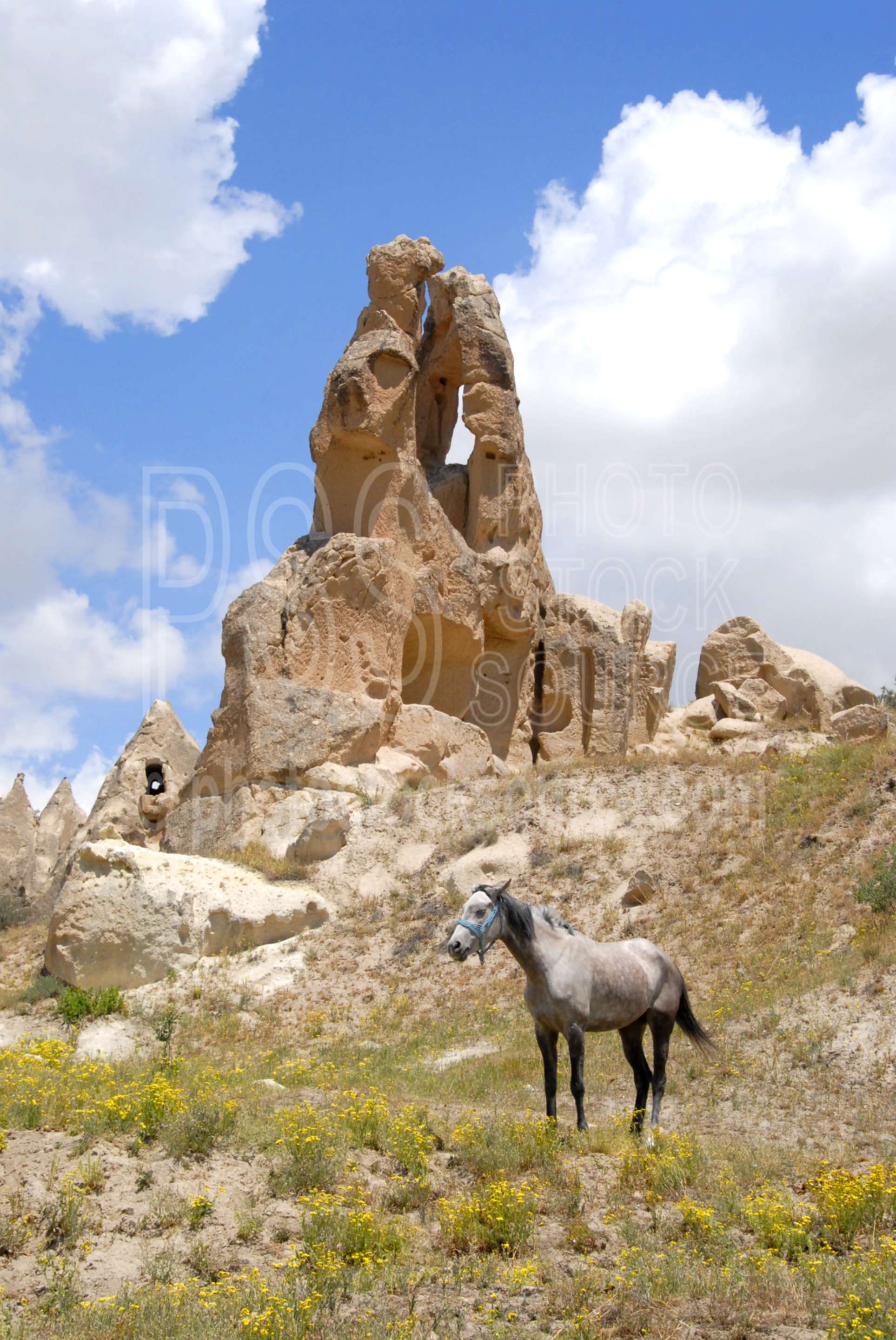 Cappadocian Horse,horse,farm,ranch,animals,farms
