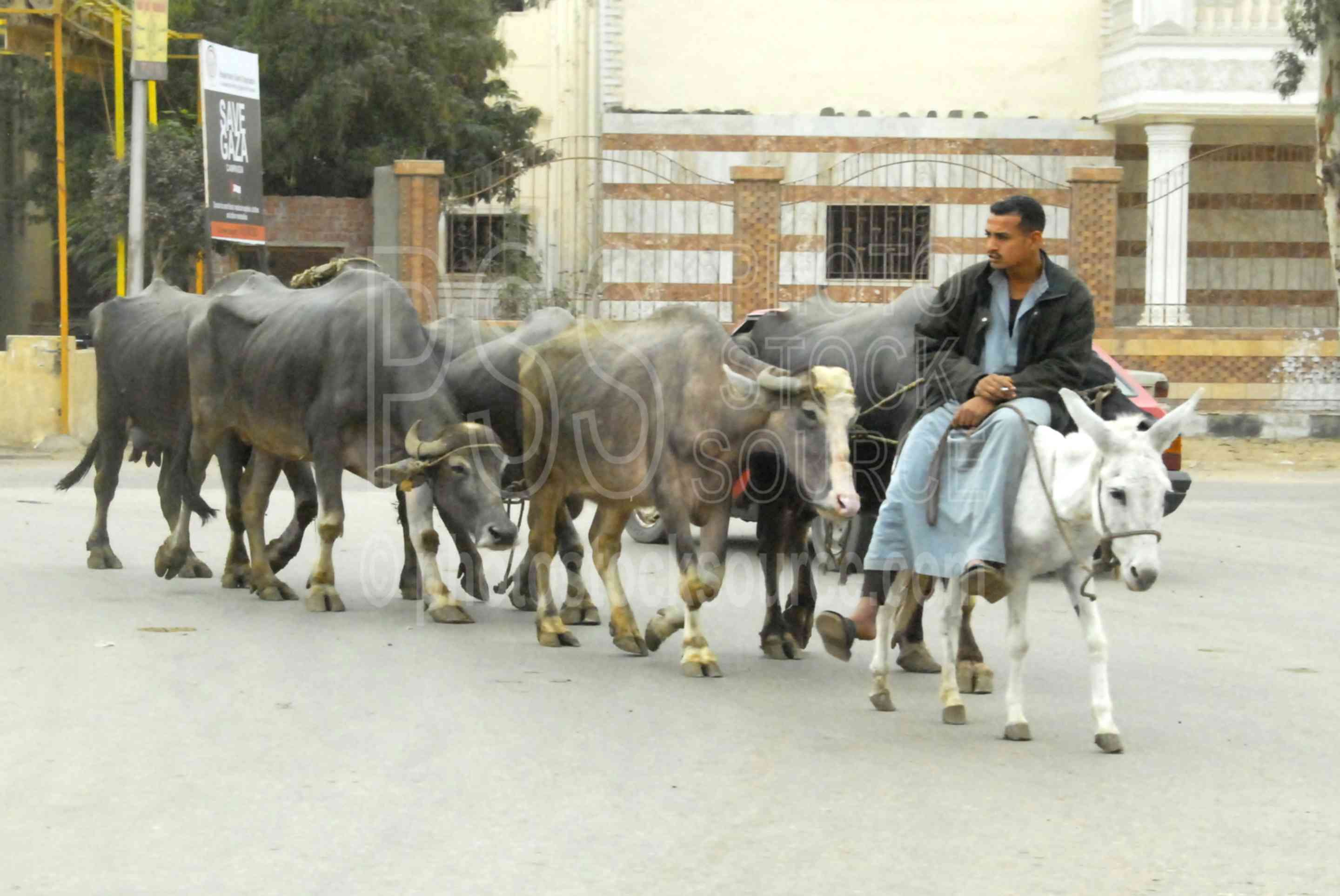 Photo of Water Buffalo by Photo Stock Source people, Cairo, Egypt