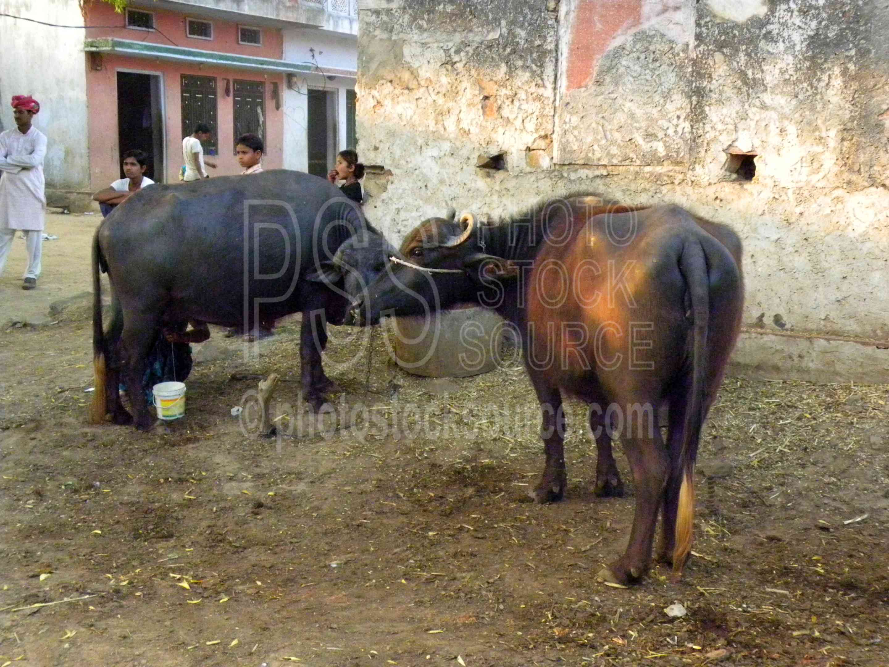 Photo of Milking Water Buffalo by Photo Stock Source people, Abhaneri