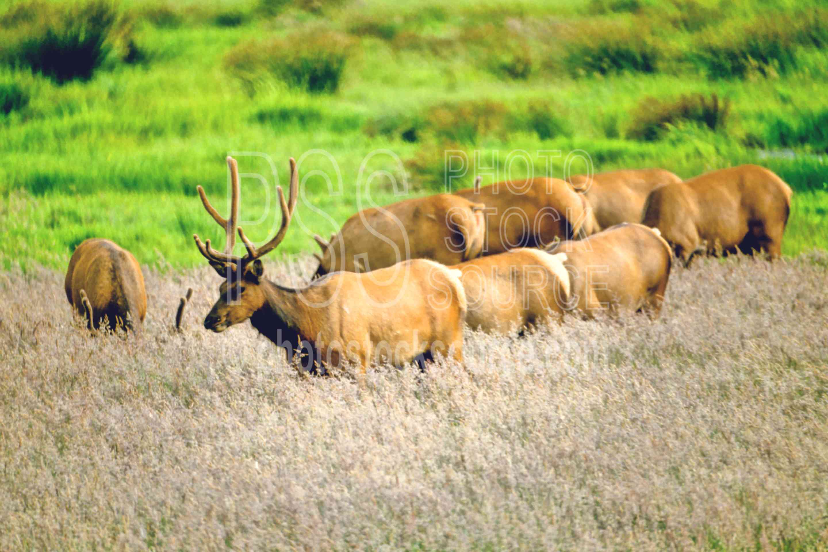 Roosevelt Elk,elks,usas,animals