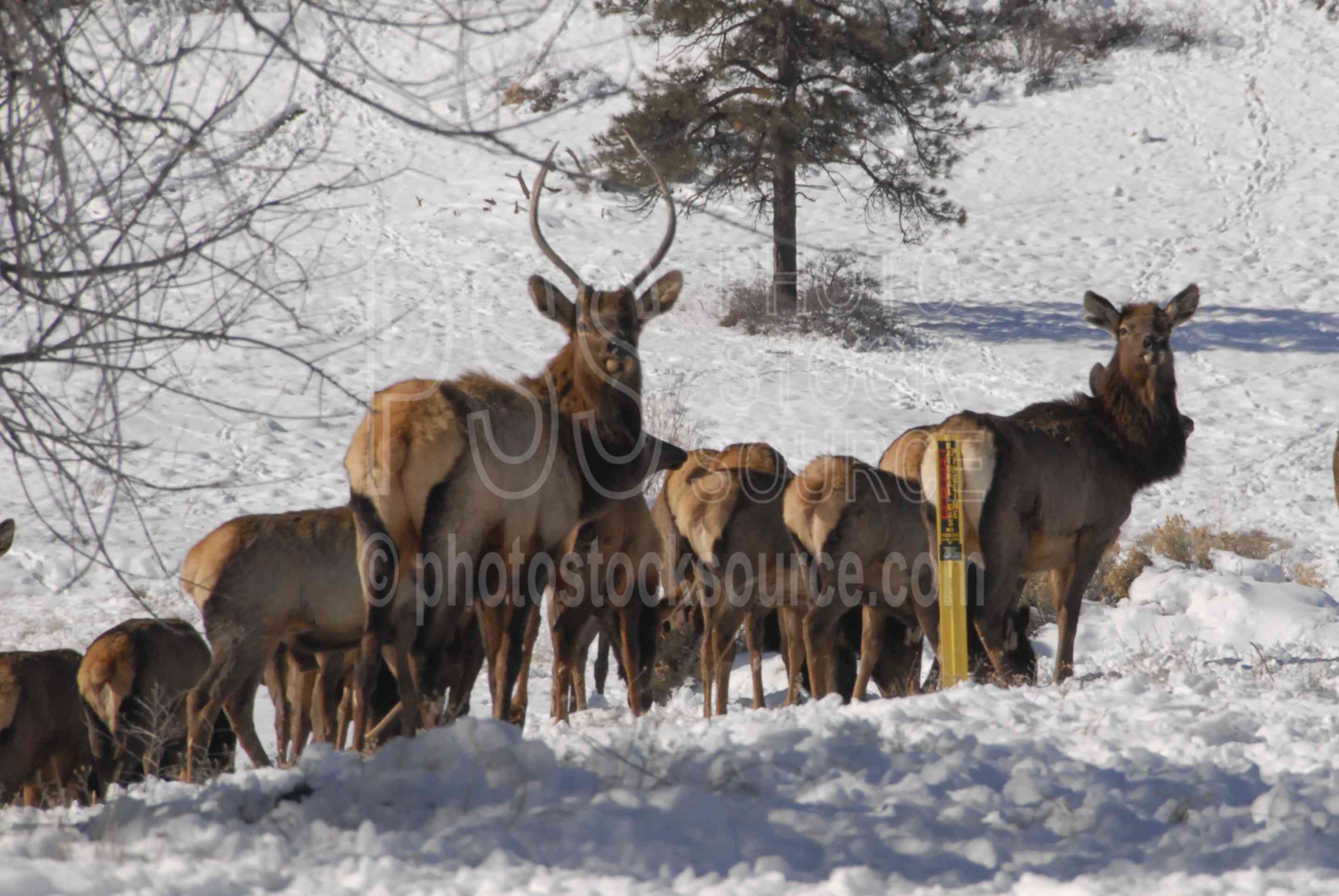 Photo of Elk Herd in Snow by Photo Stock Source animals, Flagstaff