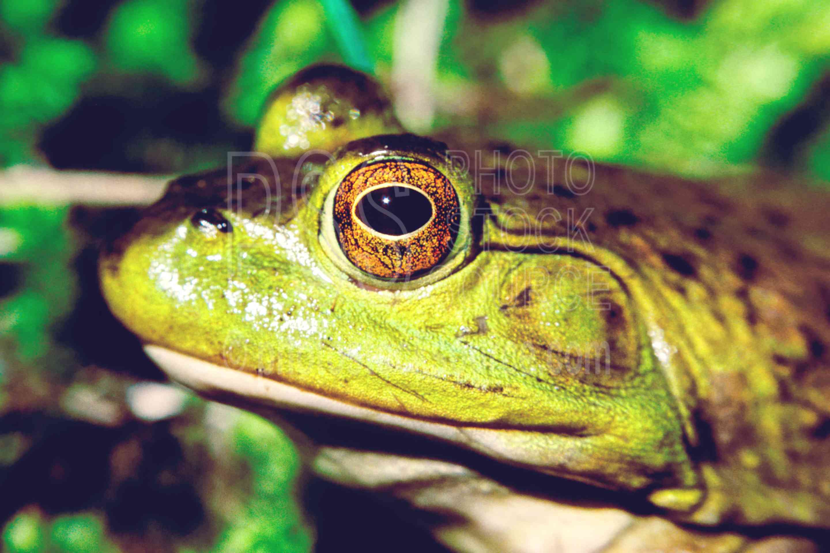 American Bullfrog,bullfrog,frog,rana catesbeiana,usas,animals