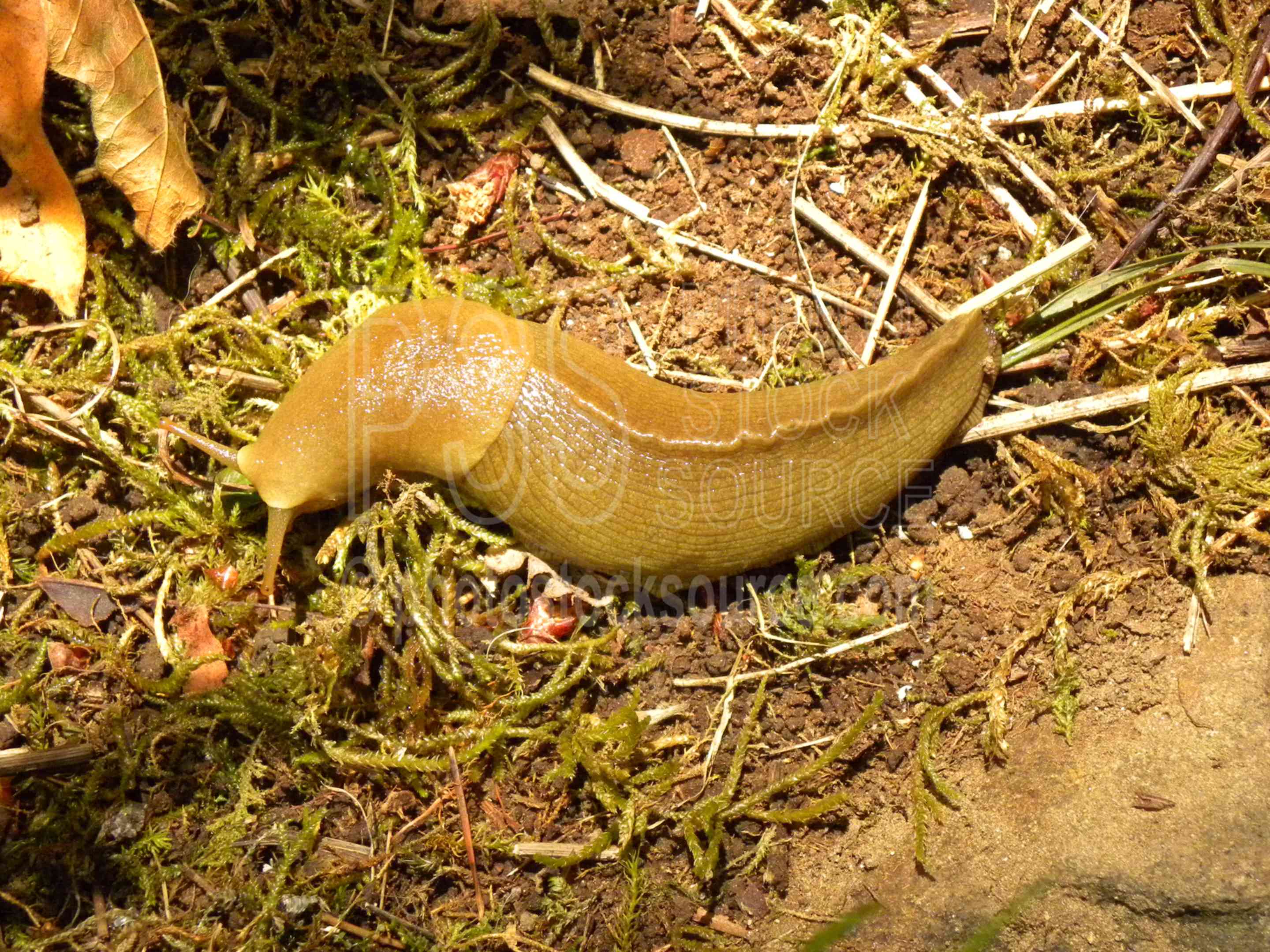 Banana Slug,mollusk,slug,slime,slimy,crawling,ariolimax columbianus,animals