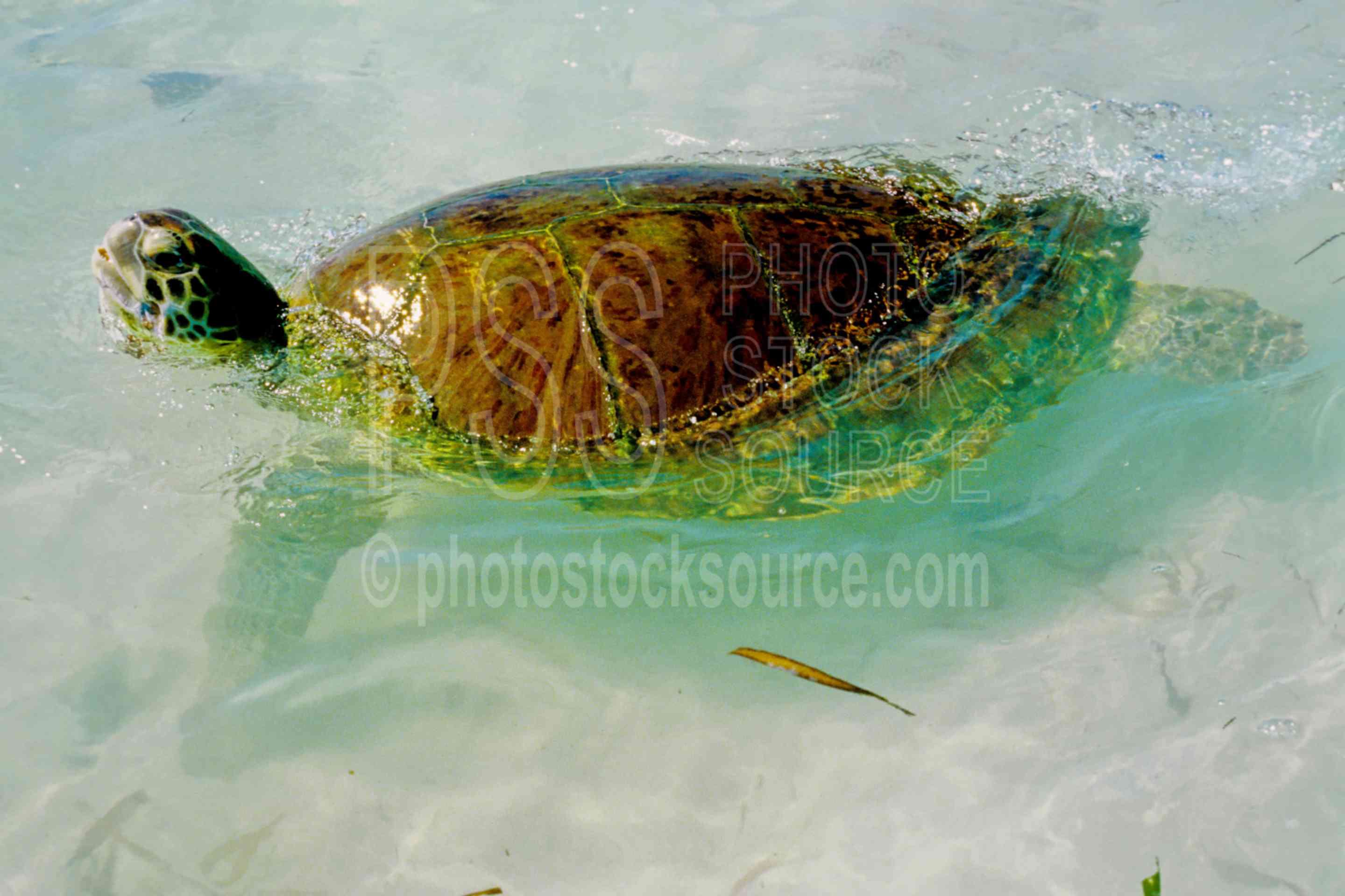 Hawksbill Sea Turtle,sea turtle,turtle,eremochelys imbricata,animals