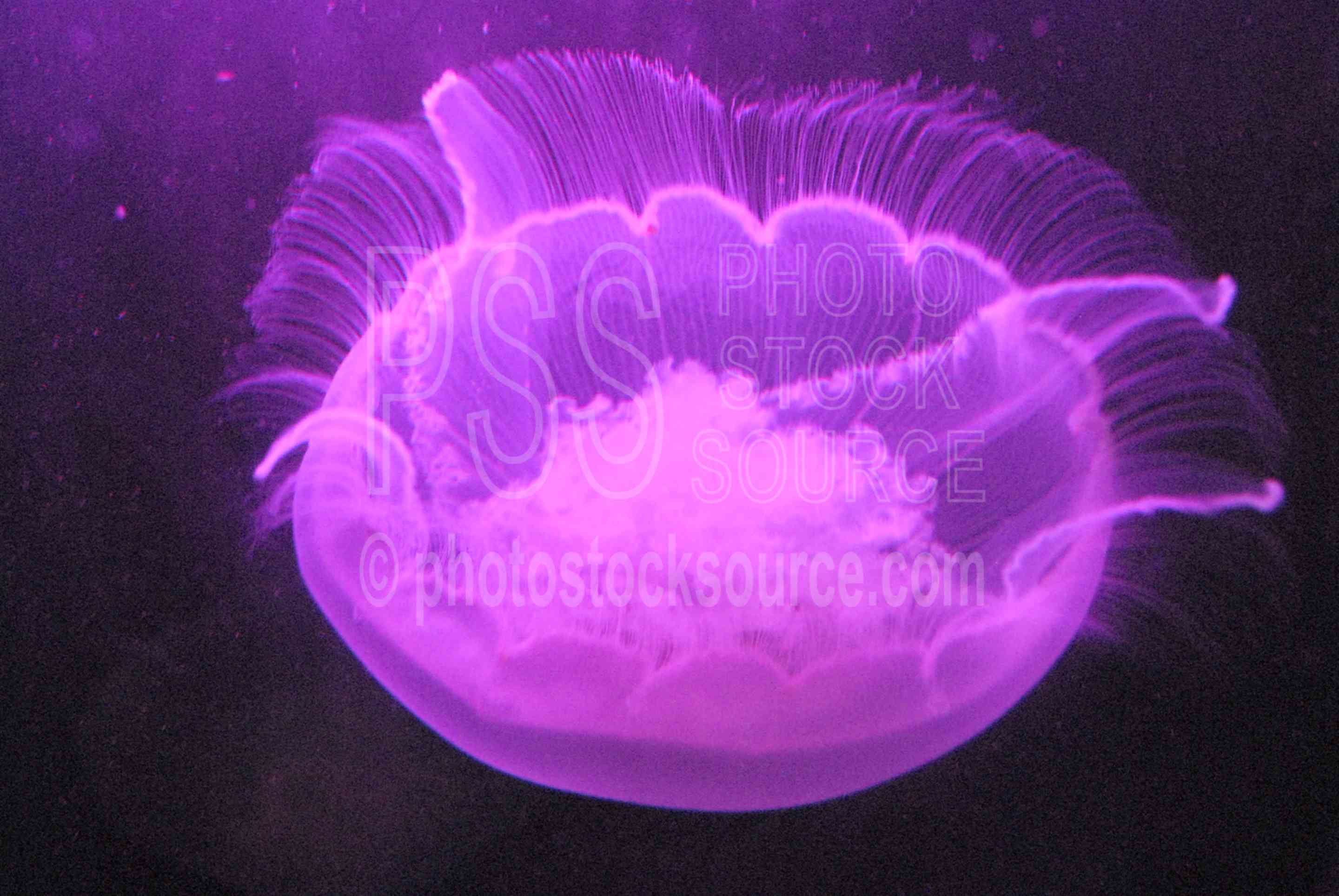 Purple Jellyfish,under water,sea floor,abstract,psychedellic,animals