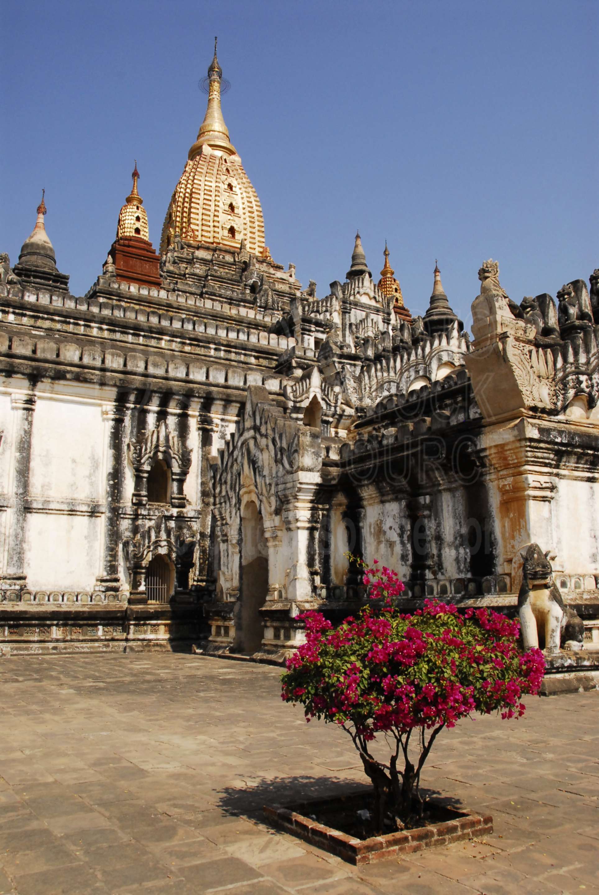 Ananda Pagoda Bougainvillea,myanmar,ananda,ananda pahto,paya,temple,pagoda,religion,temples,buddhism,religious,shrine,bougainvillea