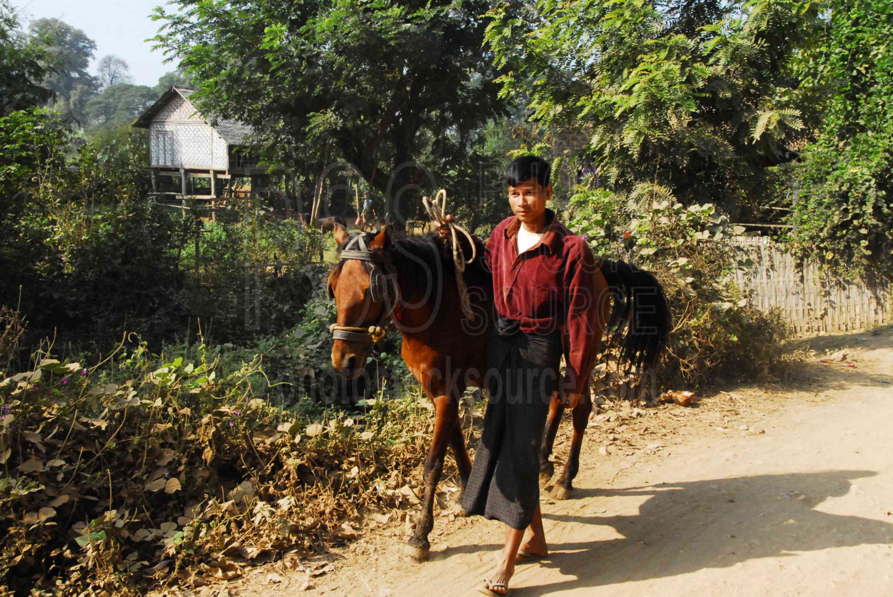 Man Walking Horse,myanmar,man,horse,walking,road,inwa,hathawaddy,ava