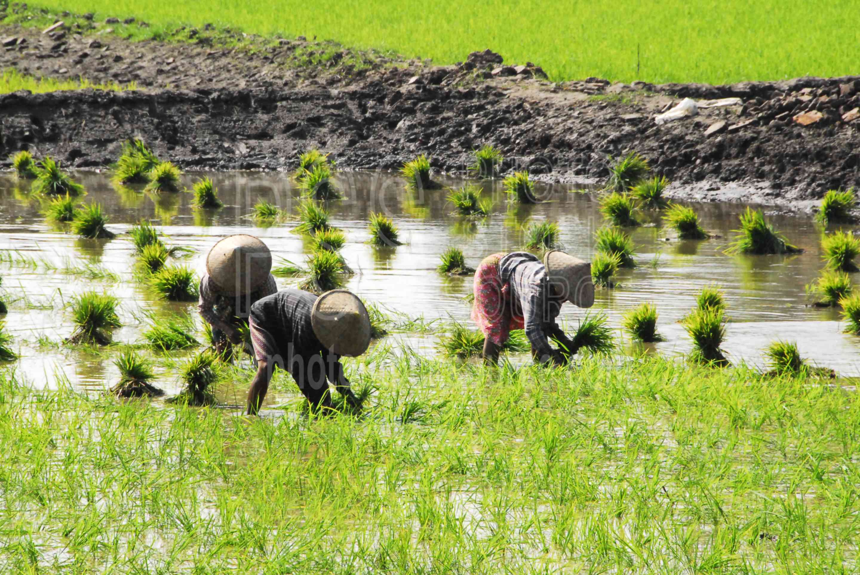 Rice Field Workers,myanmar,inwa,hathawaddy,ava,women,working,rice,fields,paddy,rice paddy,temple,people