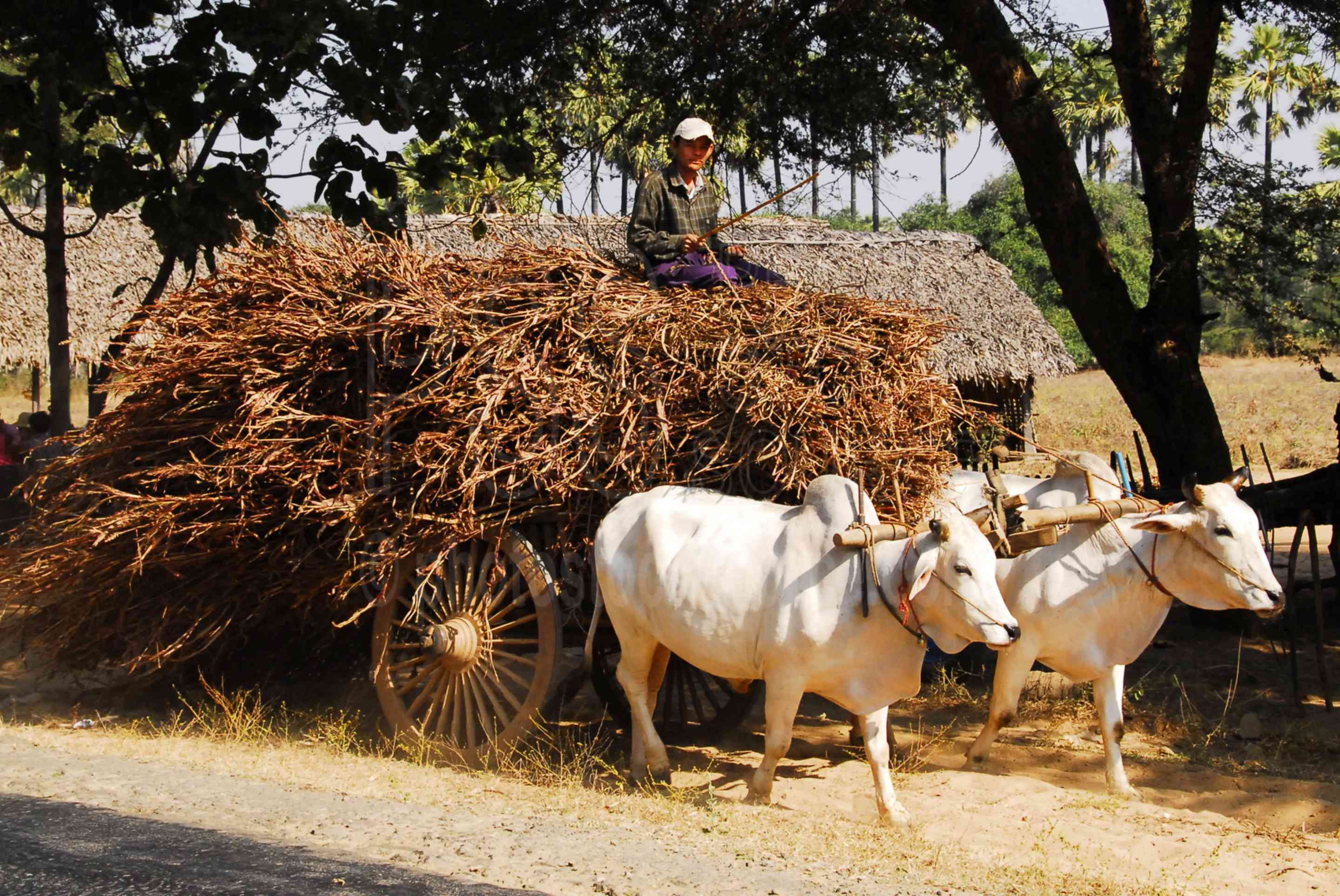 Ox Cart of Filrewood,myanmar,man,working,firewood,hauling,cart,wagon,ox cart,brahma bulls,zebu,white,humped,bos primigenius indicus