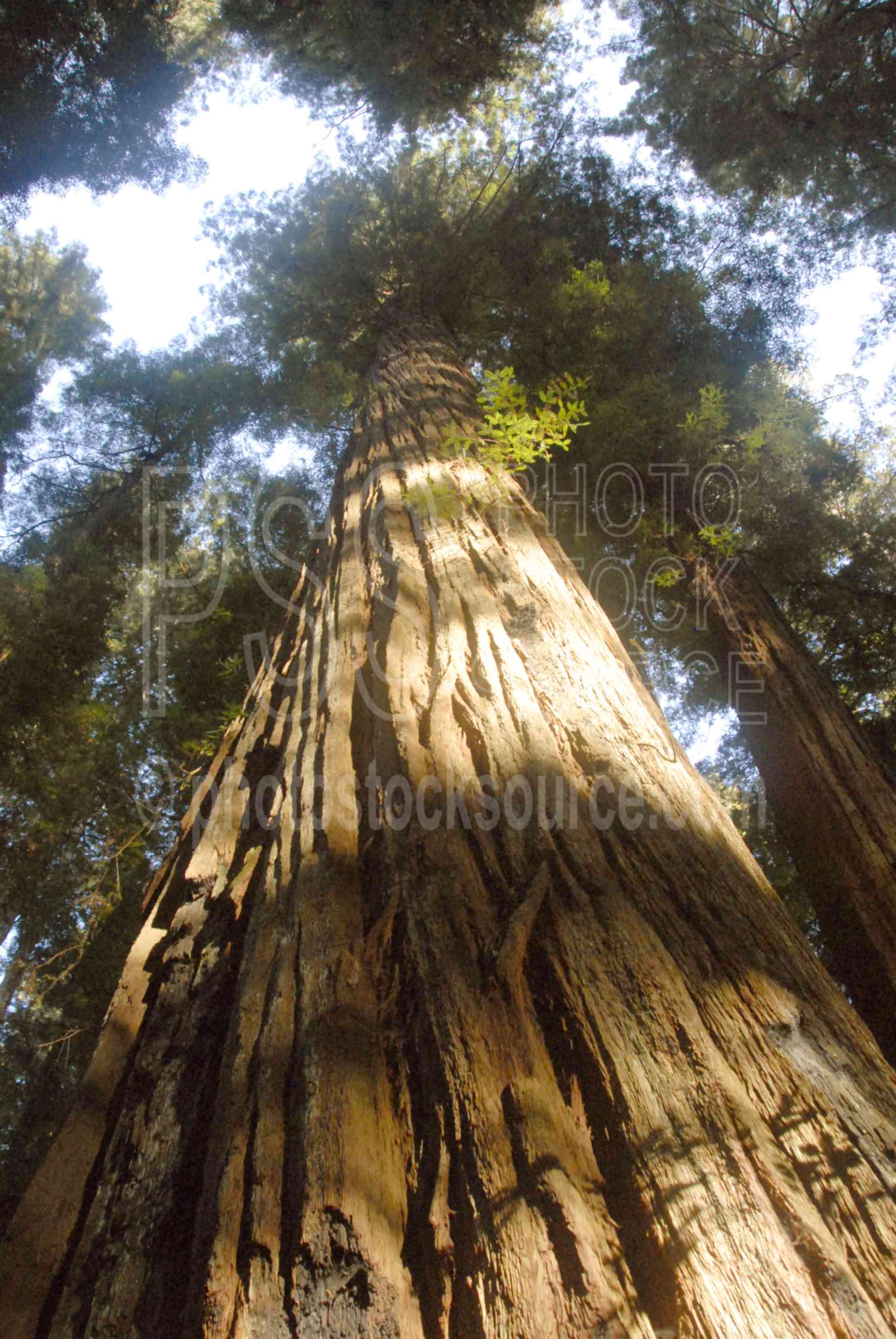 Redwood Trees,tree,giant,redwood,forest,old,ferns,stout grove,forests,nature