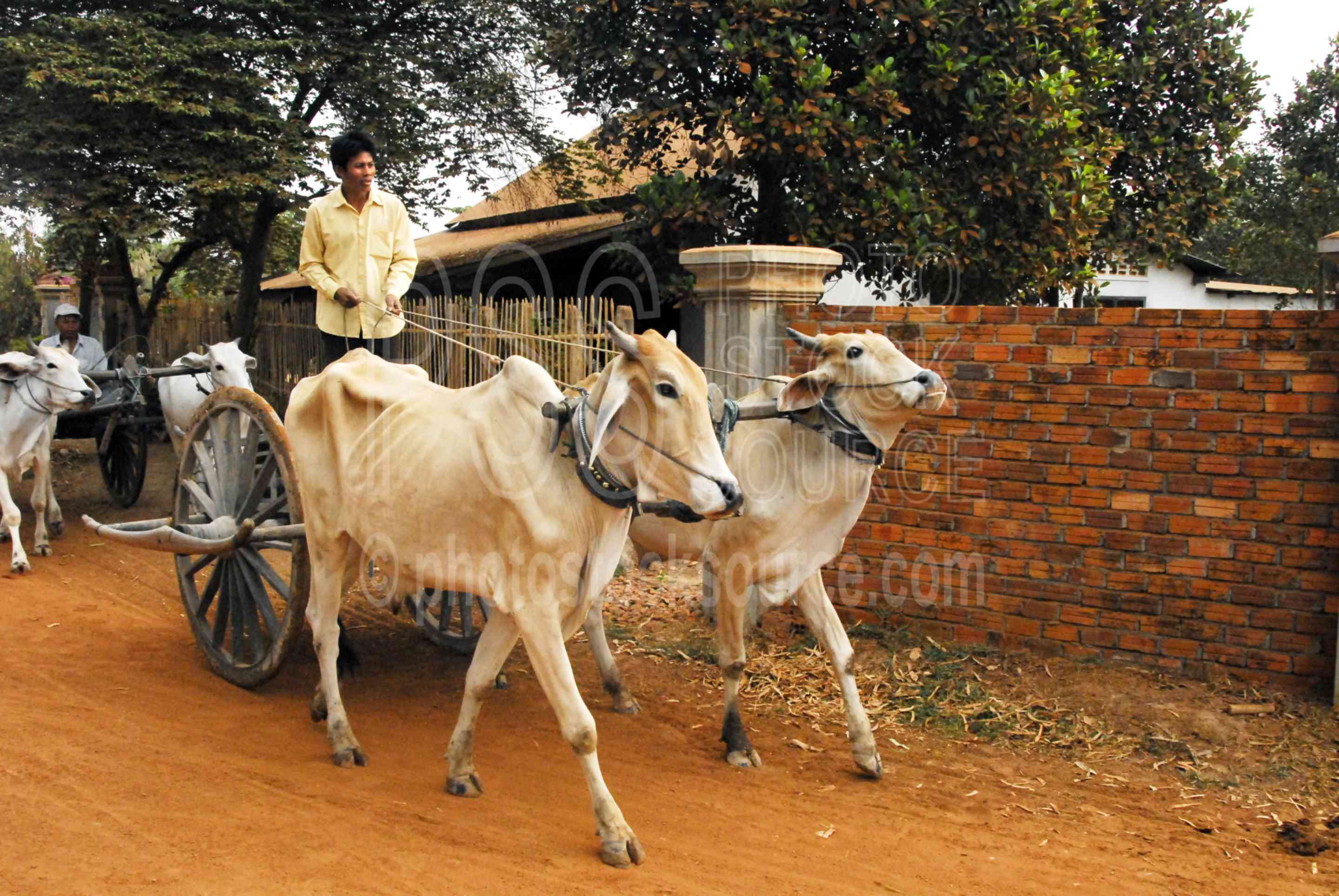 Man wth Zebu Ox Cart,animals,cart,transportation,wagon,wheels,oxen,zebu,man