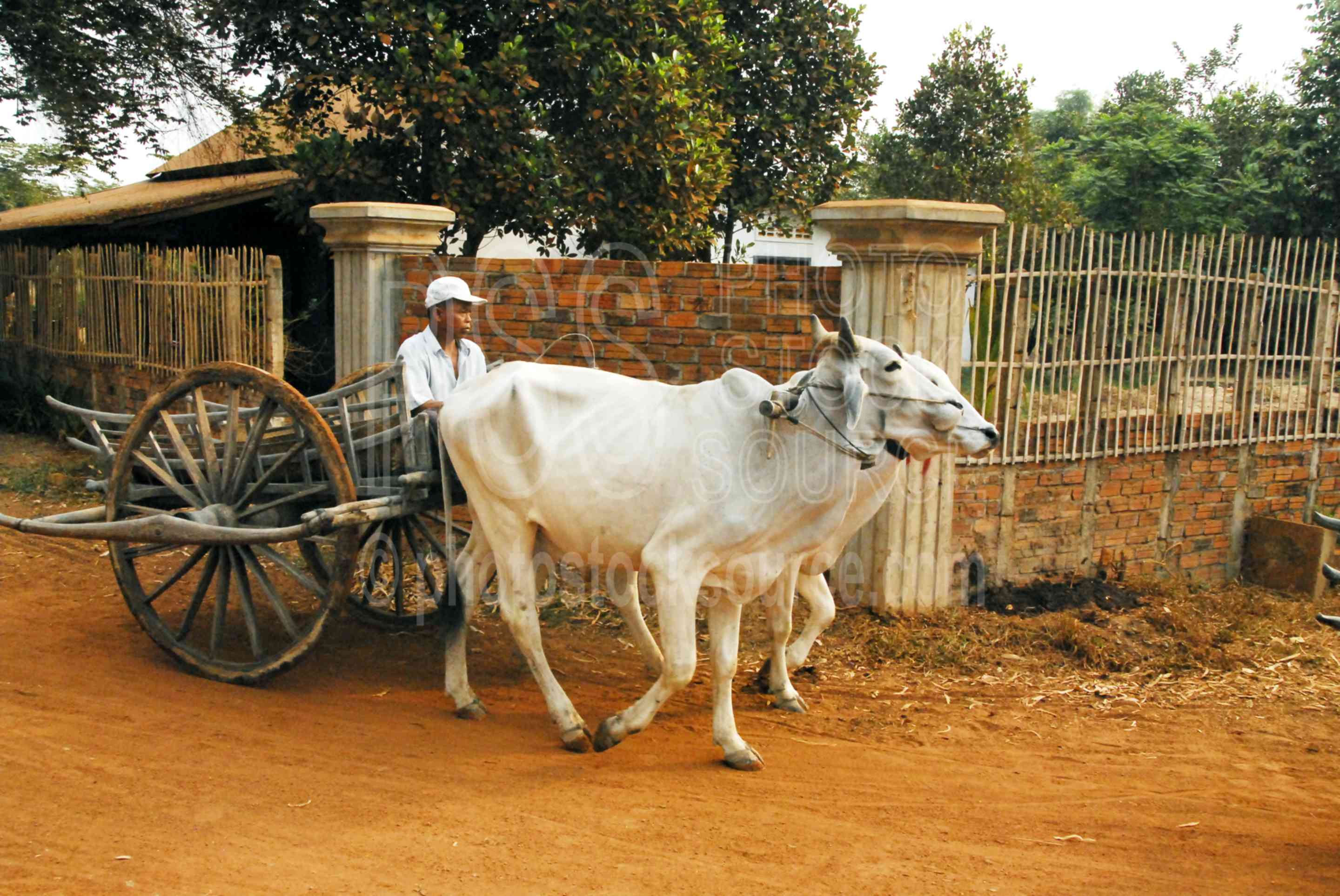 Photo of Man wth Zebu Ox Cart by Photo Stock Source animals, Mechrey