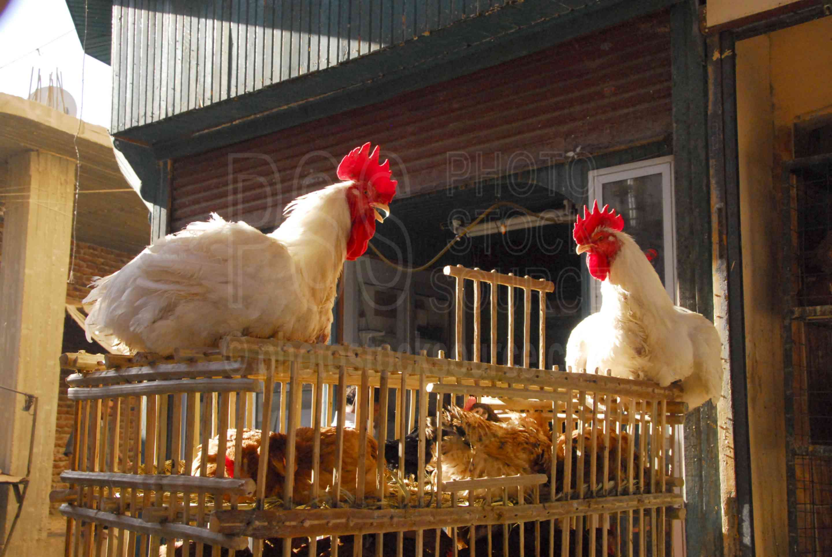 Chickens for Sale,market,shopping,seller,vendor,shoppers,birds,chickens,cage