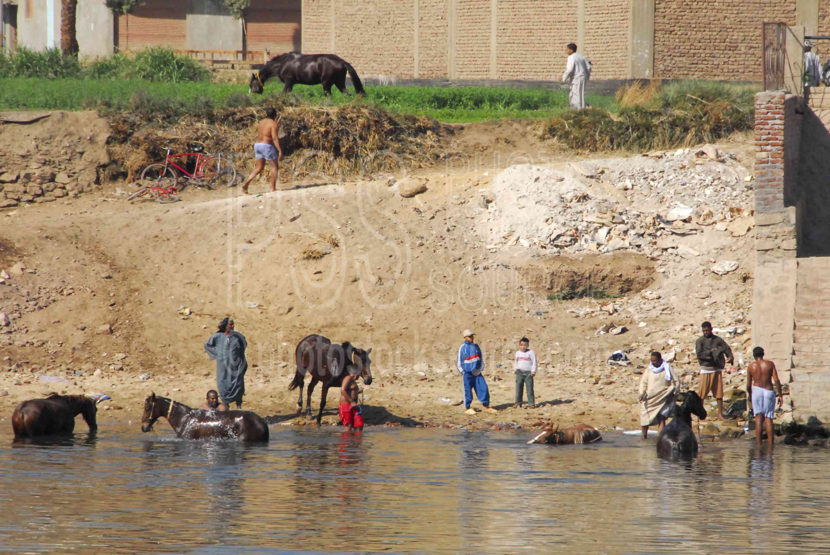 Photo of Bathing Horses by Photo Stock Source animals, Edfu, Nile River