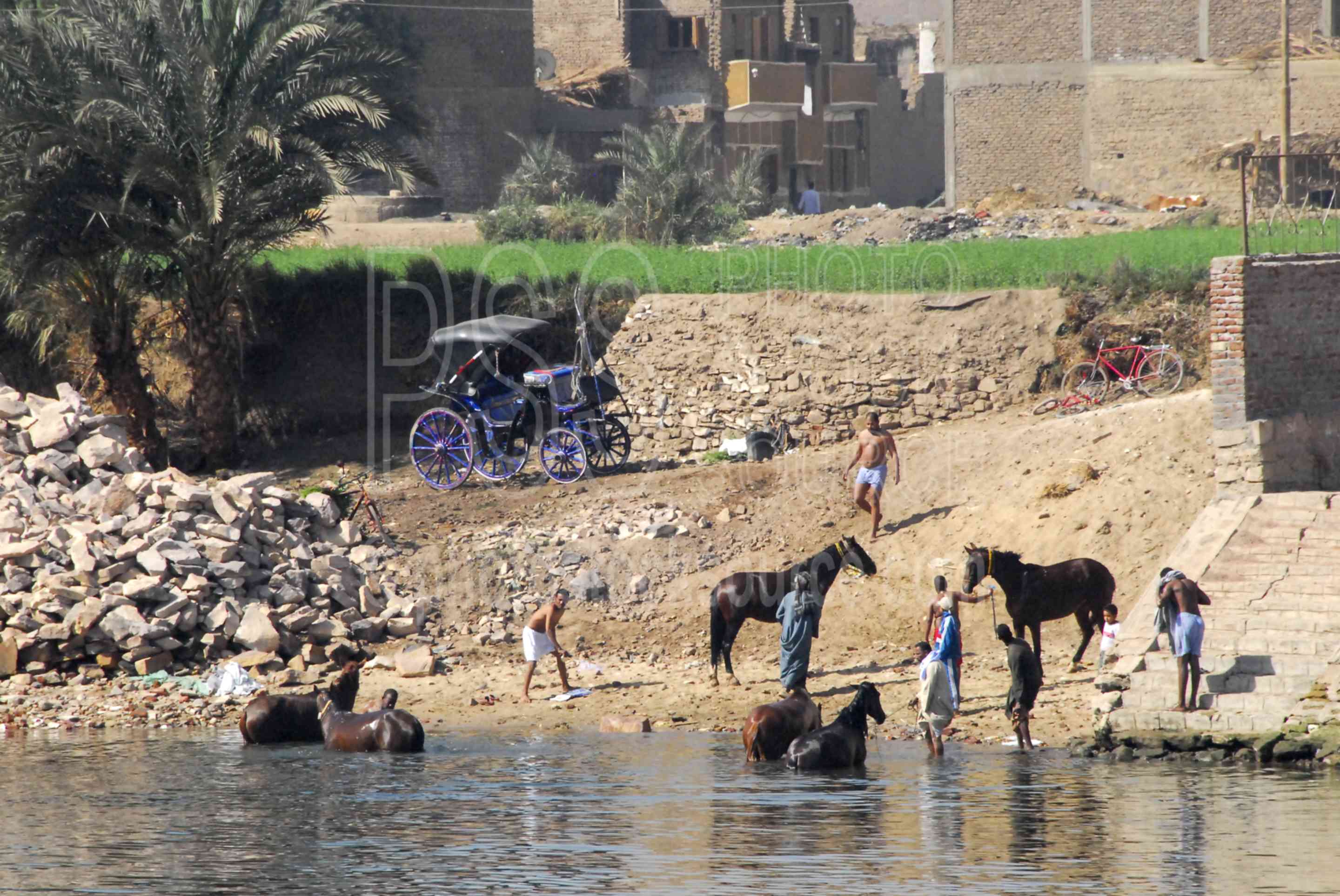 Nile River Bank Gallery