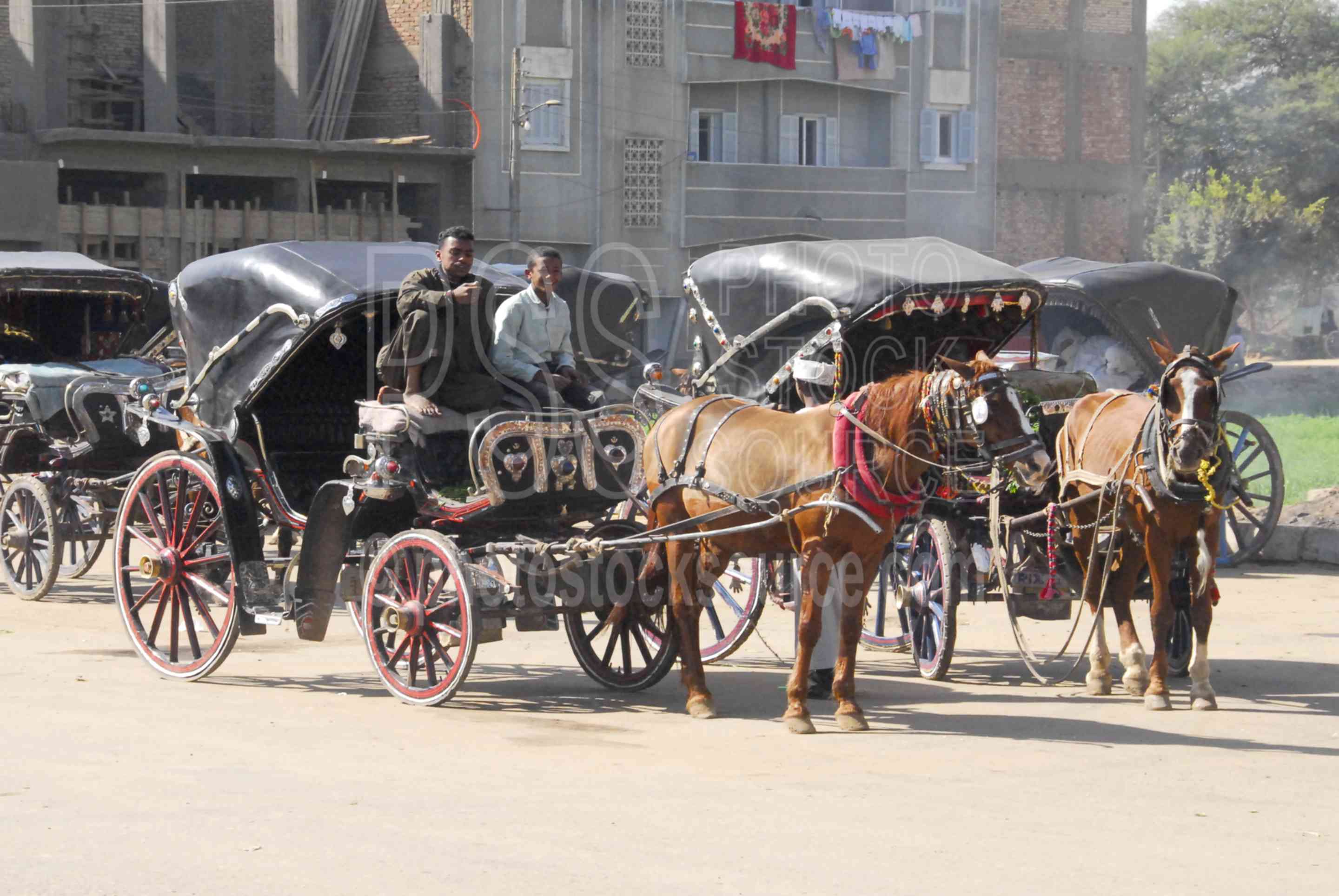 Photo of Horse Carriage by Photo Stock Source transportation, Edfu