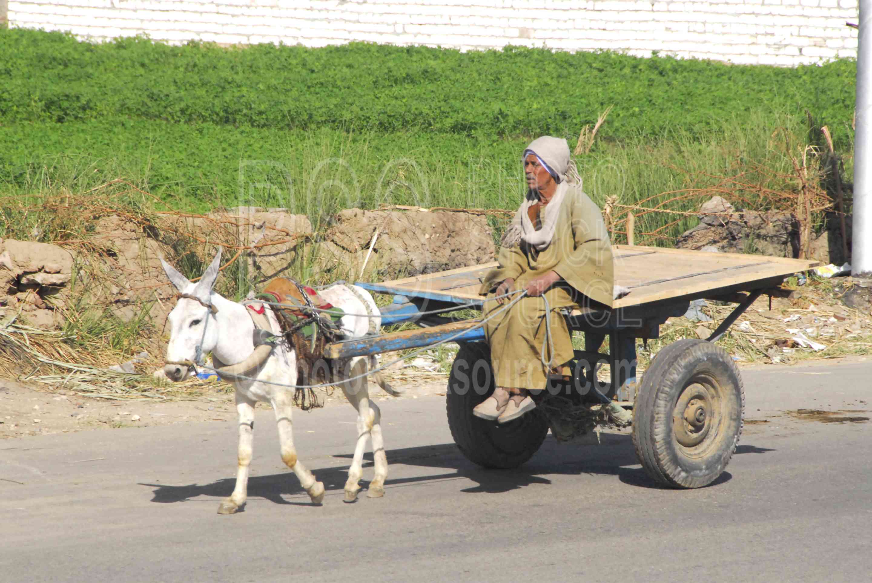 Man on Donkey Cart,cart,donkey,man,old