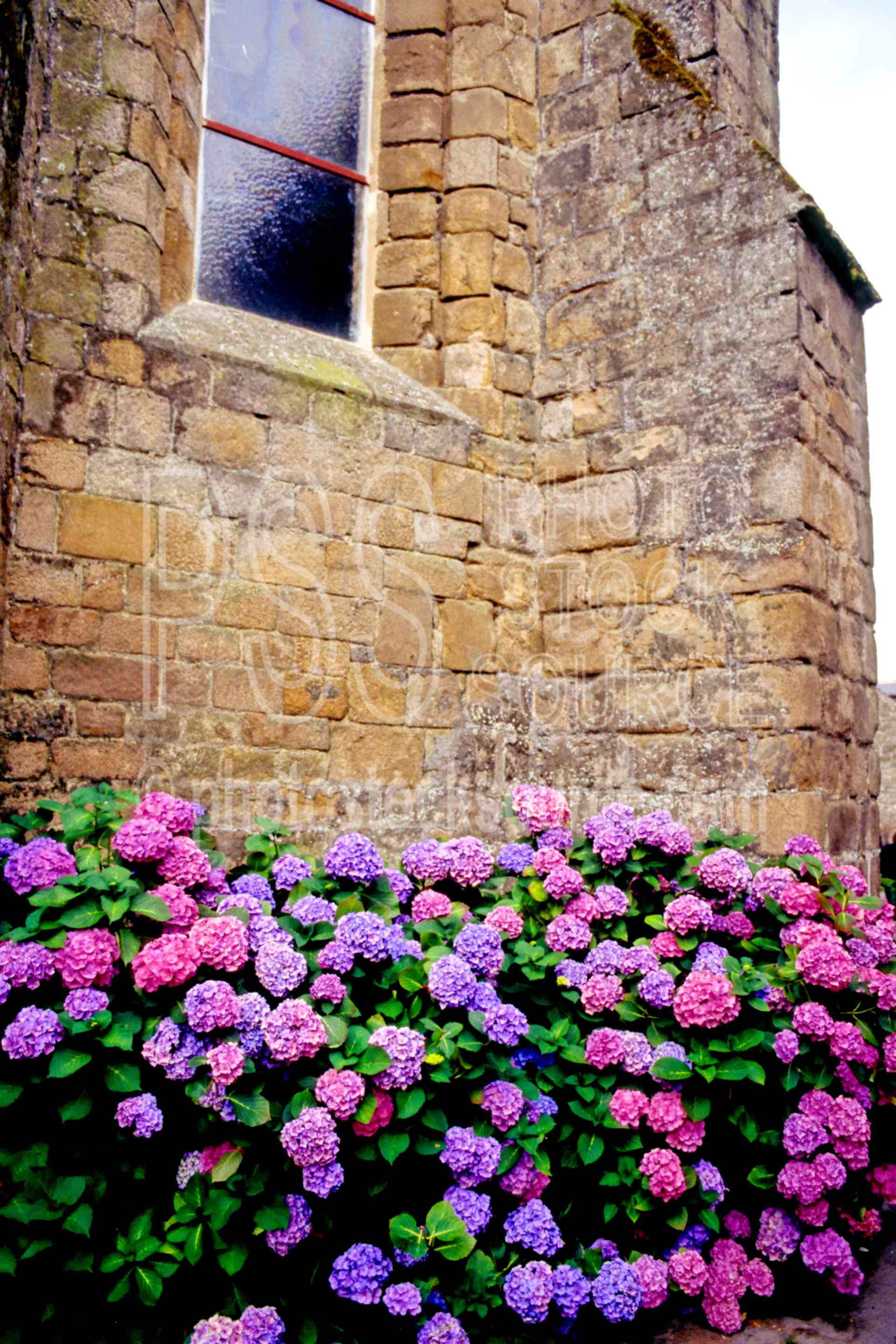 Flowers against Wall,europe,hydrangea,stone,window,flowers,plants